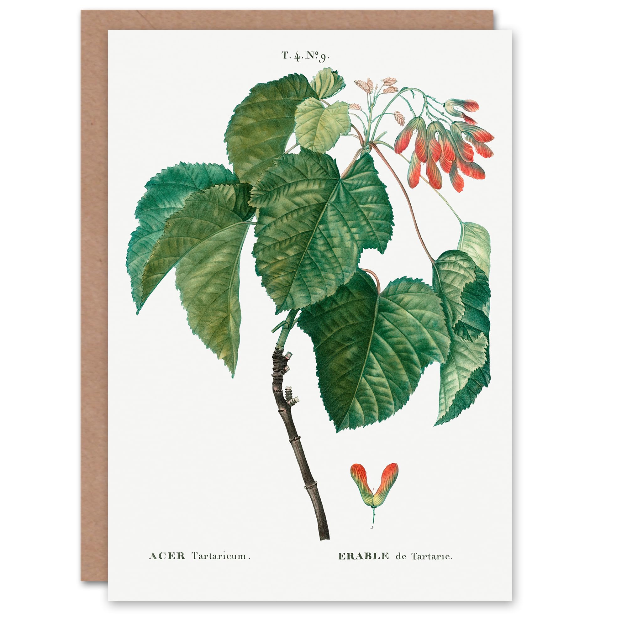 Artery8 Pierre-Joseph Redouté Art Card Acer Tataricum Vintage Botanical