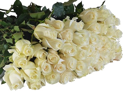 Miniatura 4 de Blooms2Door PRIME NEXT DAY DELIVERY  COLECCIÓN DE BODA  100 rosas blancas (tallo largo  19.7 in)  Venta al por mayor flores frescas I regalo para