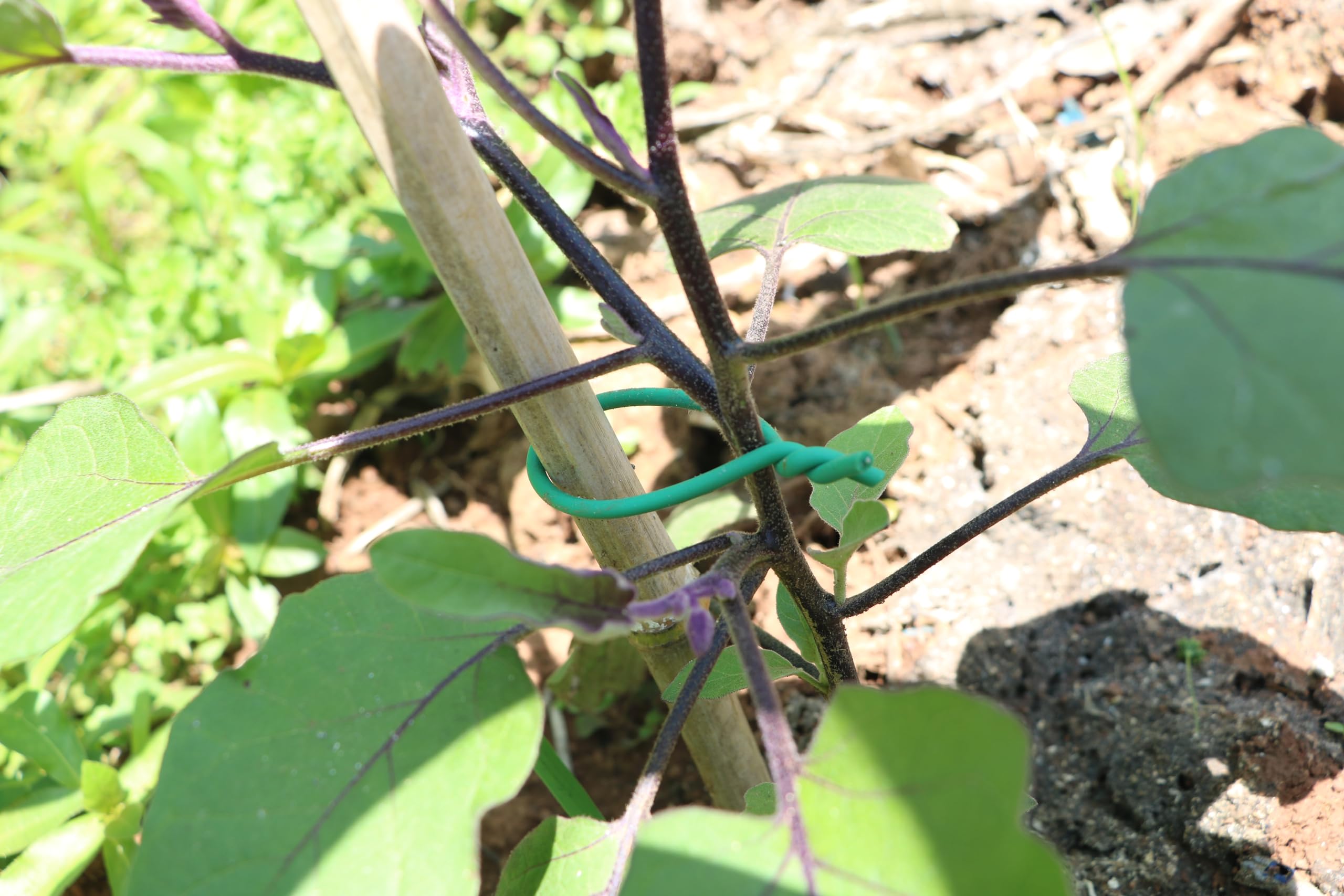 Fascette morbide per piante, da giardino, in TPR, flessibile, durevole, resistente, per spago, rami di pomodoro, viti e legare cavi (verde) (30 m/5 mm)