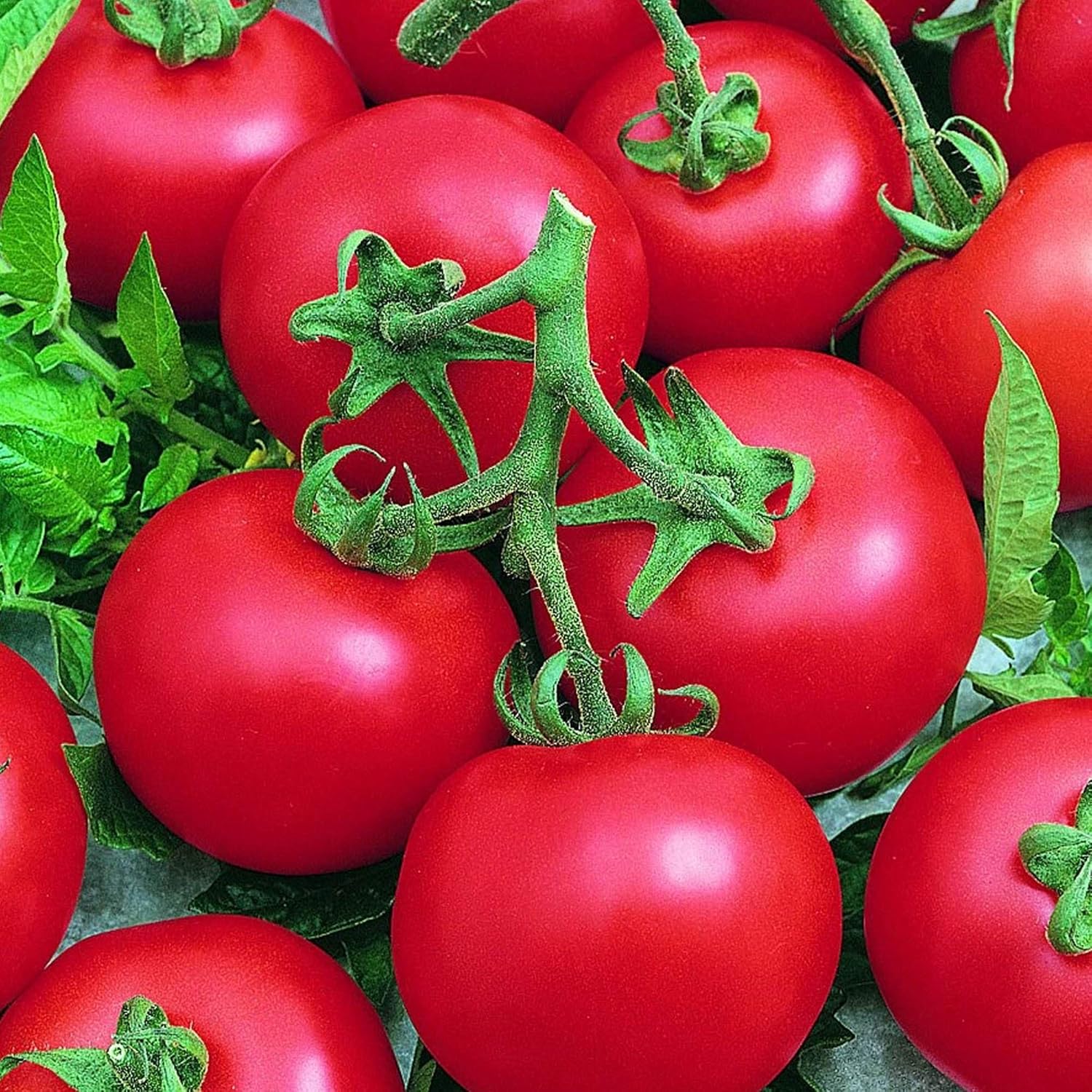 Best Boy Bush Hybrid Tomato 0.25 Oz ~1875 Seeds – Non-GMO, F1 Hybrid, Annual – 75 Days to Maturity – Compact Determinate Plants – Red Slicing Tomatoes – Container & Garden Friendly – Disease Resistant