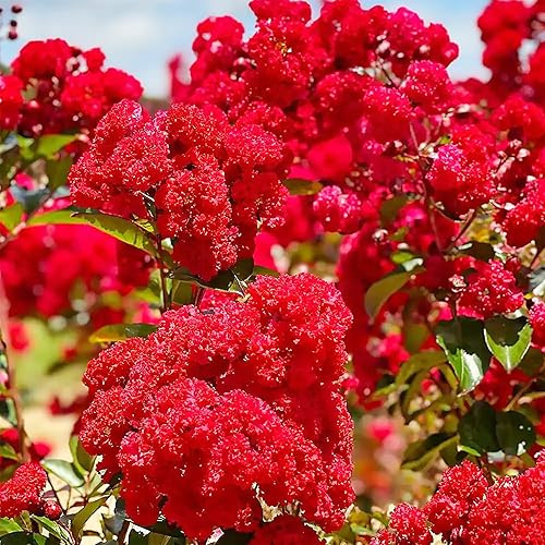 Vista 6 de 35 Red Queens Giant Crape Myrtle (Lagerstroemia Speciosa) Pride of India Seeds Attractive Showy Perennial Flowering Shrub Bush Small Tree