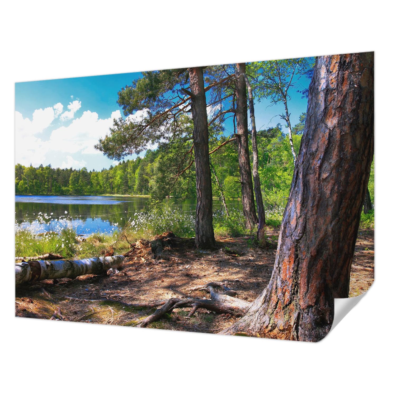 Papier Peint Adhésif Paysage Forestier 312x219 cm Panoramique