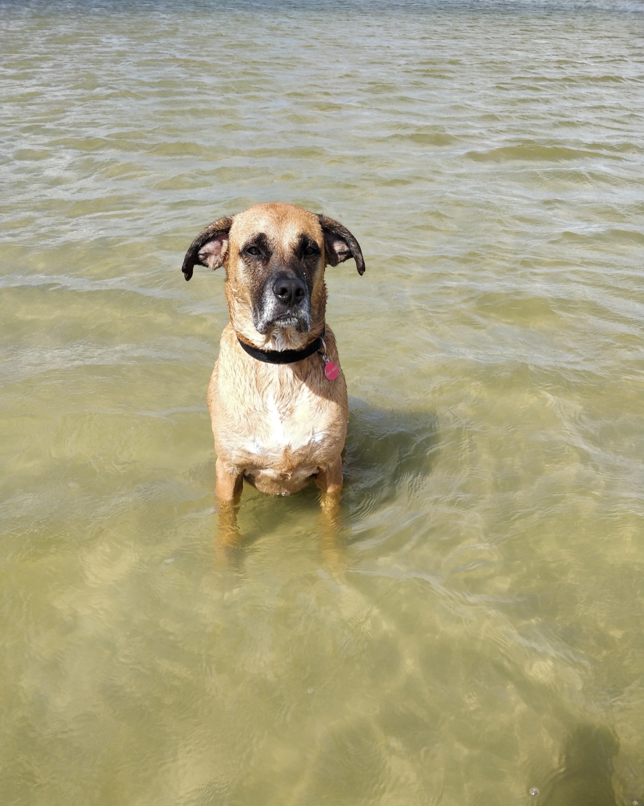 Heavenly Advice on Dogs and Dog Training