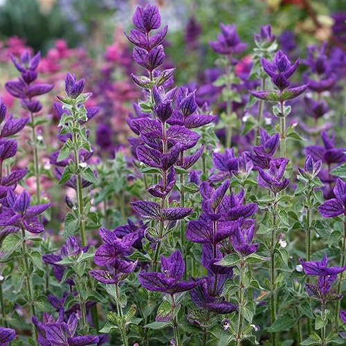 Clary Sage Seeds - Blue Monday - 14 libra - Semillas de flores azulmoradas, semillas polinizadas abiertas atraen abejas, atrae mariposas, atrae