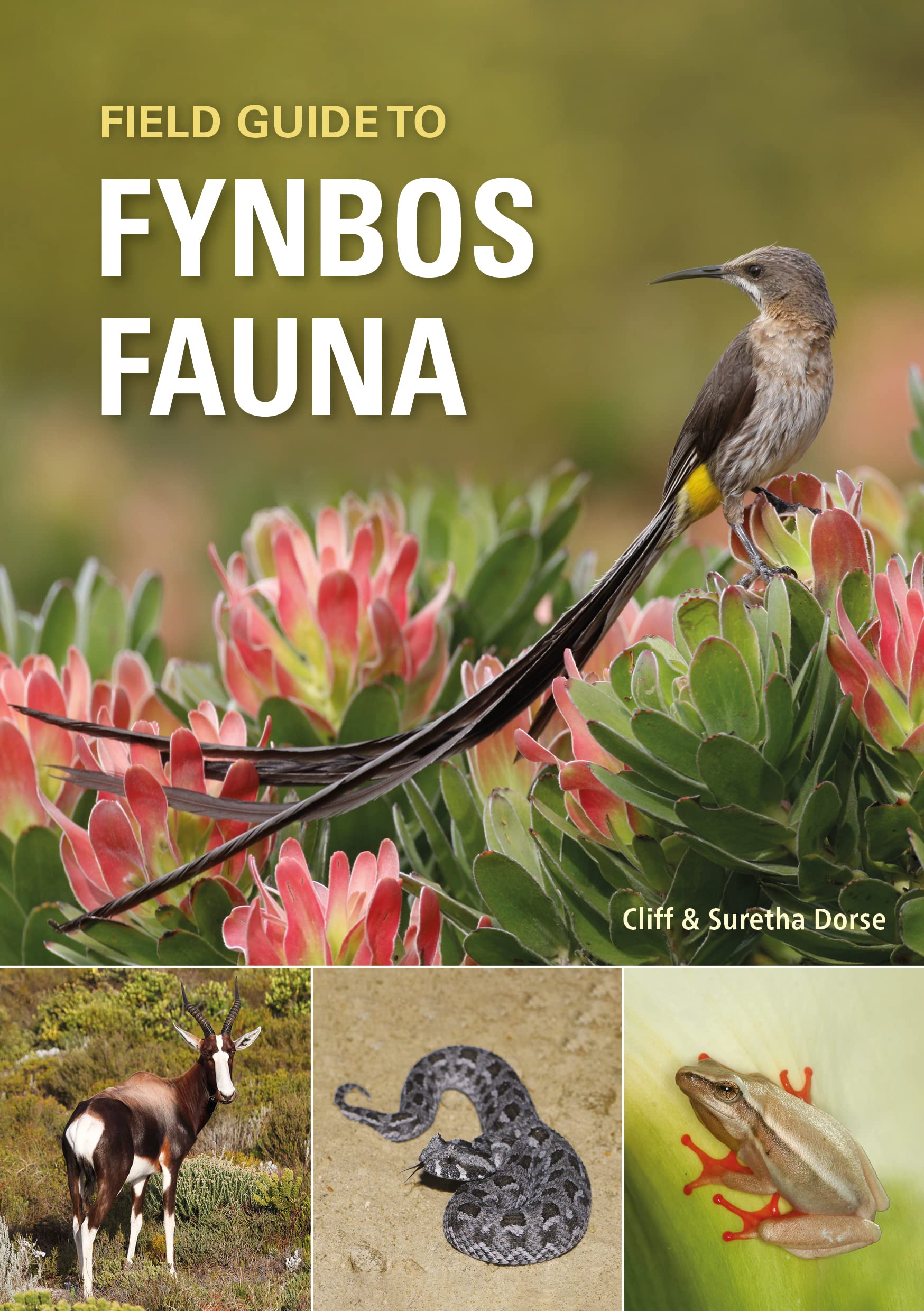 Field Guide to Fynbos Fauna by Cliff Dorse (Paperback Book)