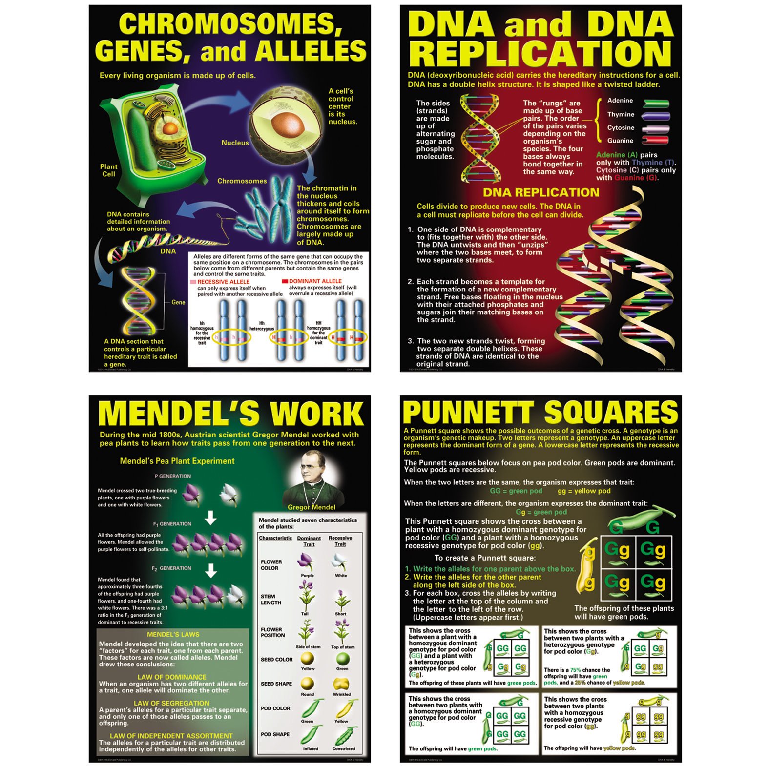 McDonald PublishingDNA & Heredity Poster Set (P128) 17 x 22 Inch
