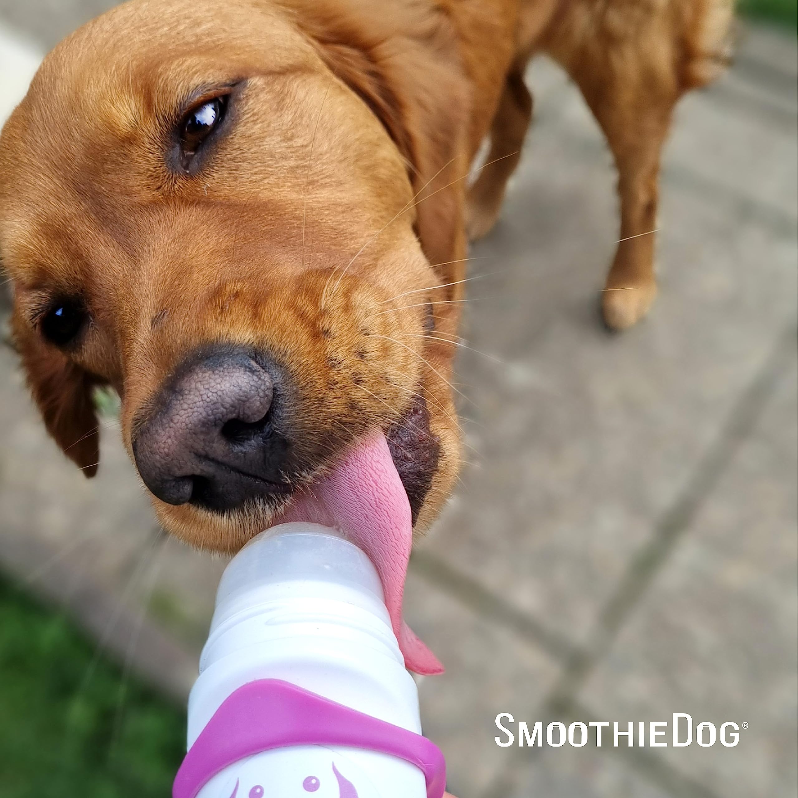 Hunde Smoothie SmoothieDog 6er Mix + Doggyroller m. Halter, Karabiner Rosa - je 1x: Huhn, Rind, Lamm, Ente, Immunio, Veggie - Flüssiges Hundeleckerli - Zucker- & glutenfrei - Zubehör Hund - je 250ml
