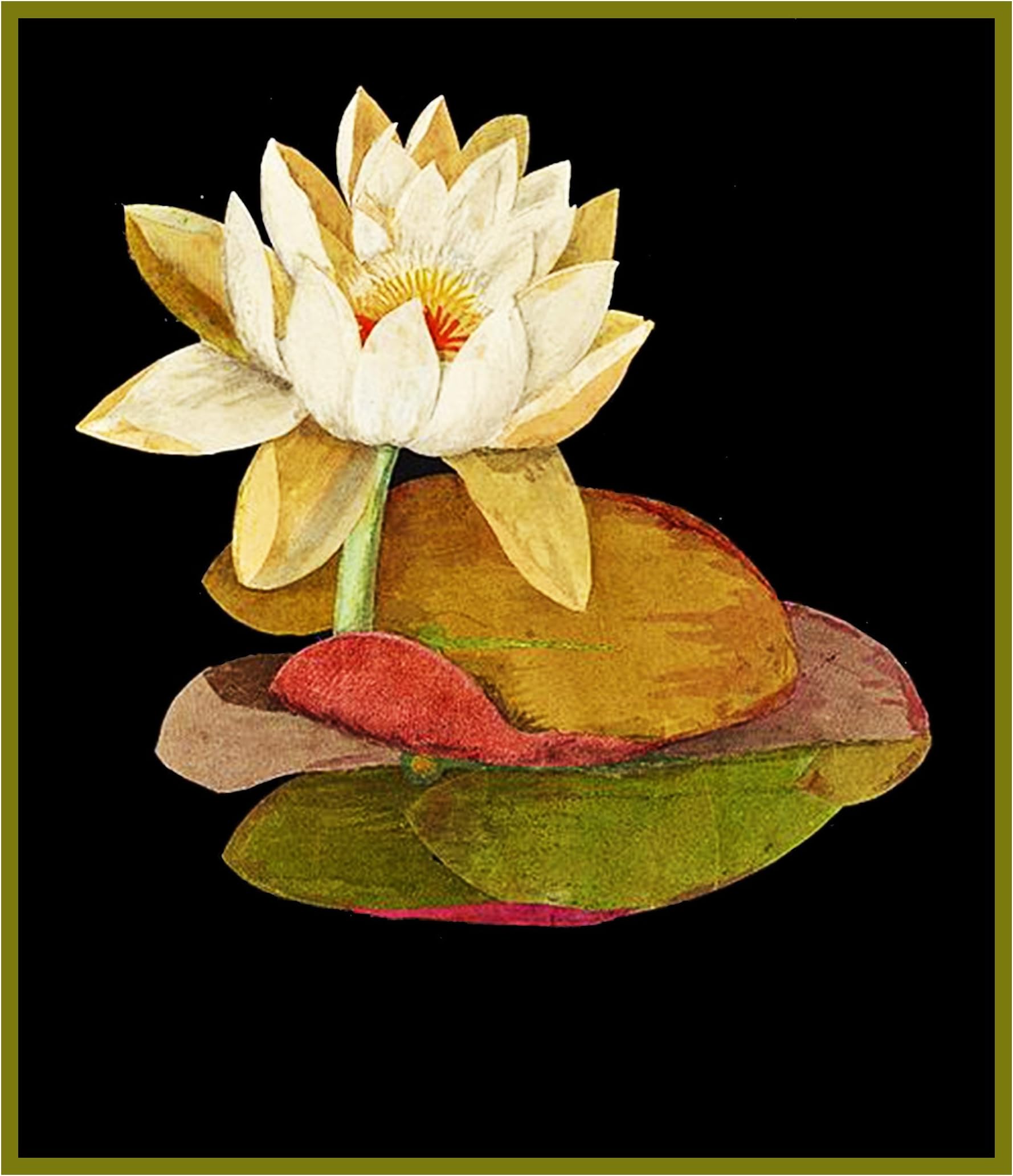 Orenco Originals Water Lily Flower Mary Delany Counted Cross Stitch Pattern