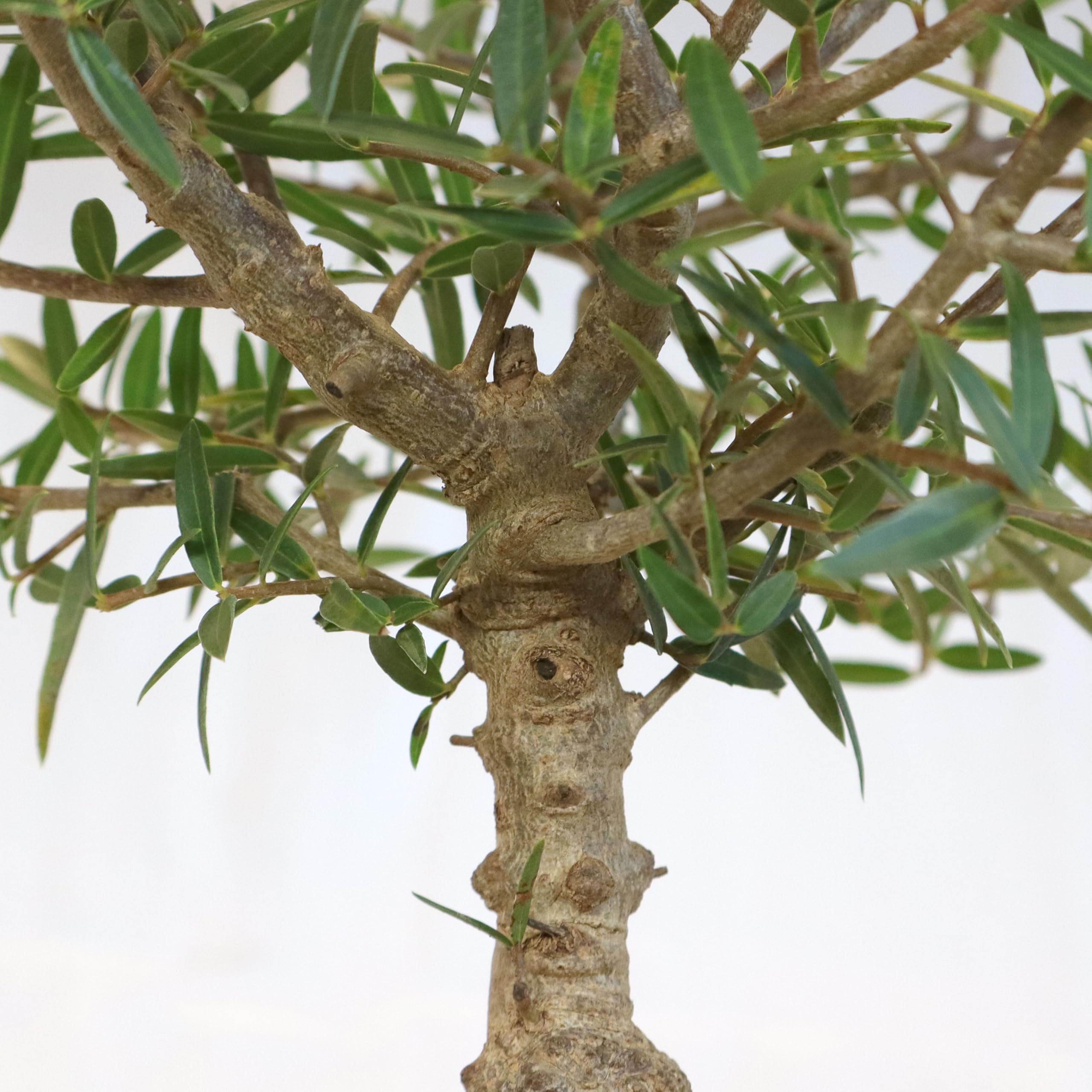 KENTIS - Bonsai di Fillirea - Phillyrea Angustifolia Ilatro Sottile - Bonsai Pianta Vera da Esterno - H 27/37 cm Vaso in Ceramica Ø 21 cm
