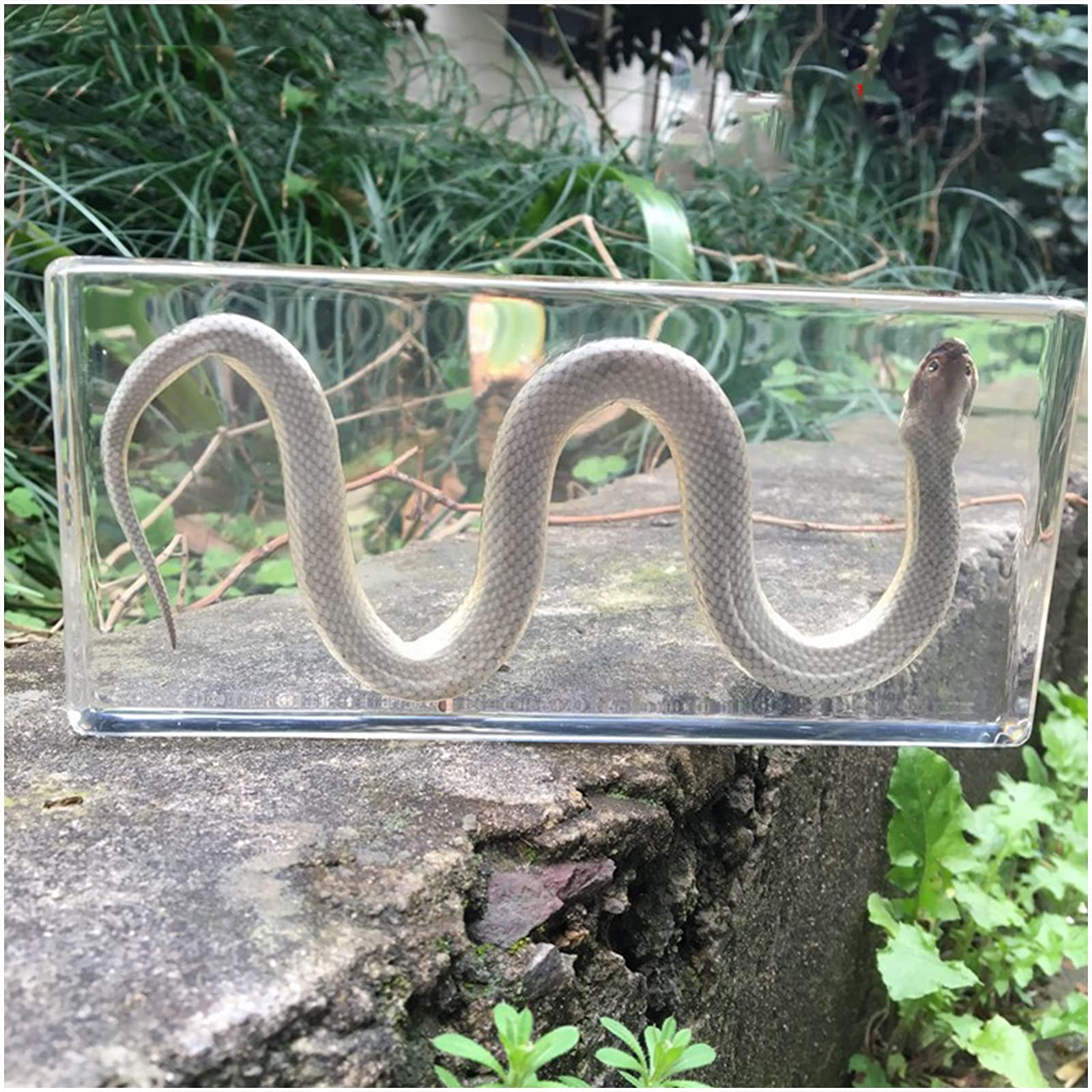 FHUILI Snake Specimen Animal Paperweight Taxidermy - Real Snake Embedded Specimen - Water Snake Specimen Desk Paperweight - for Science Teaching