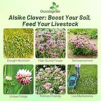 Vista 2 de Outsidepride - Semilla de trébol alsike para forraje, heno, pasto picado y pastoreo, 10 lb