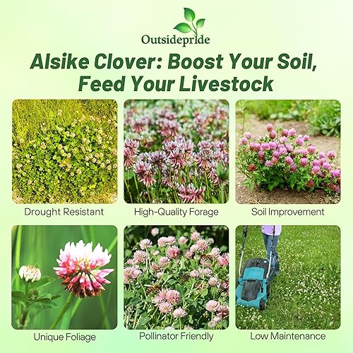 Miniatura 2 de Outsidepride - Semilla de trébol alsike para forraje, heno, pasto picado y pastoreo, 50 lb
