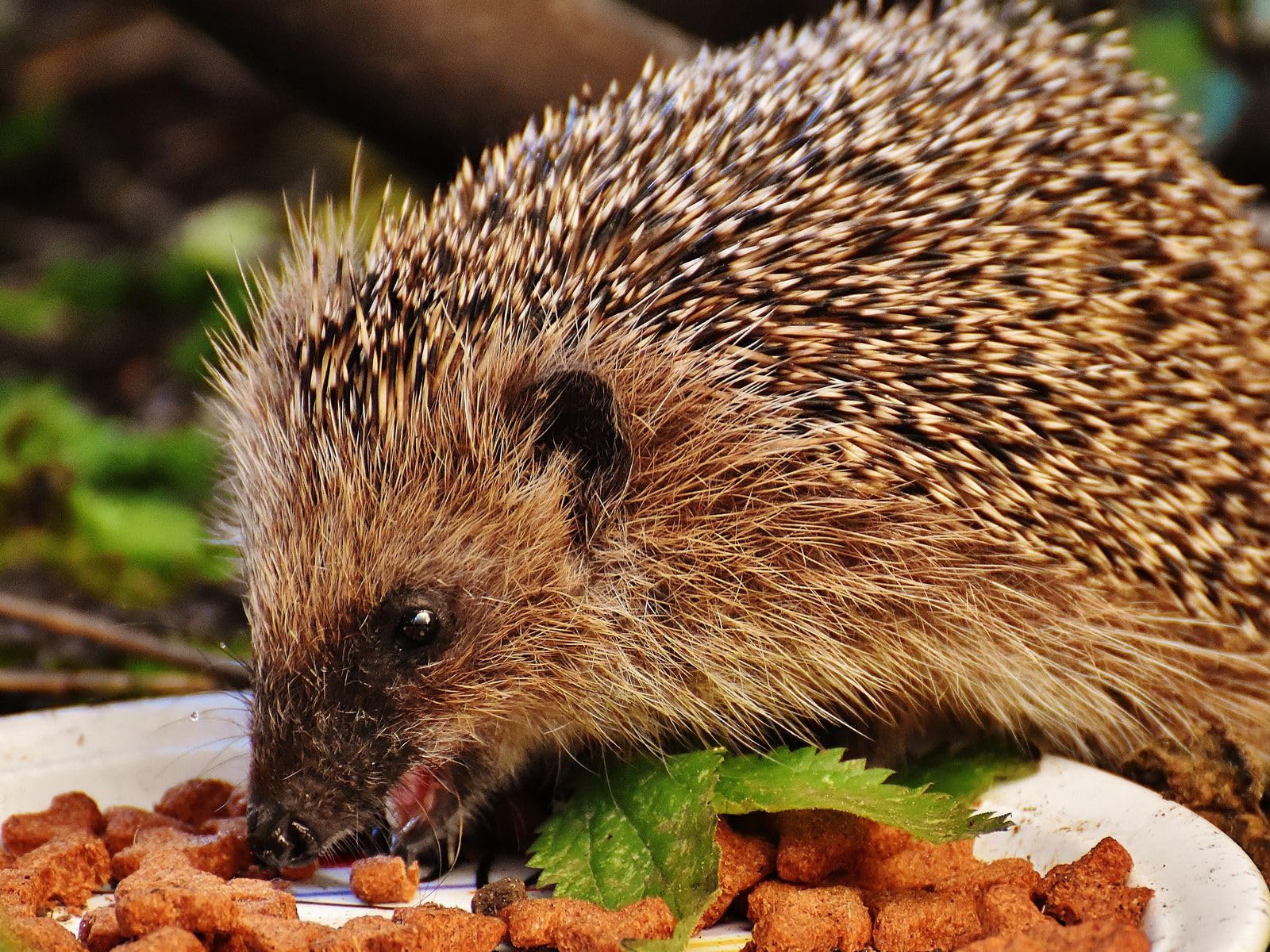 Puzzle 1000 pieces puzzle for adults and children from 14 years puzzle for home decor-hedgehog, spines, food 26x38CM — image 1