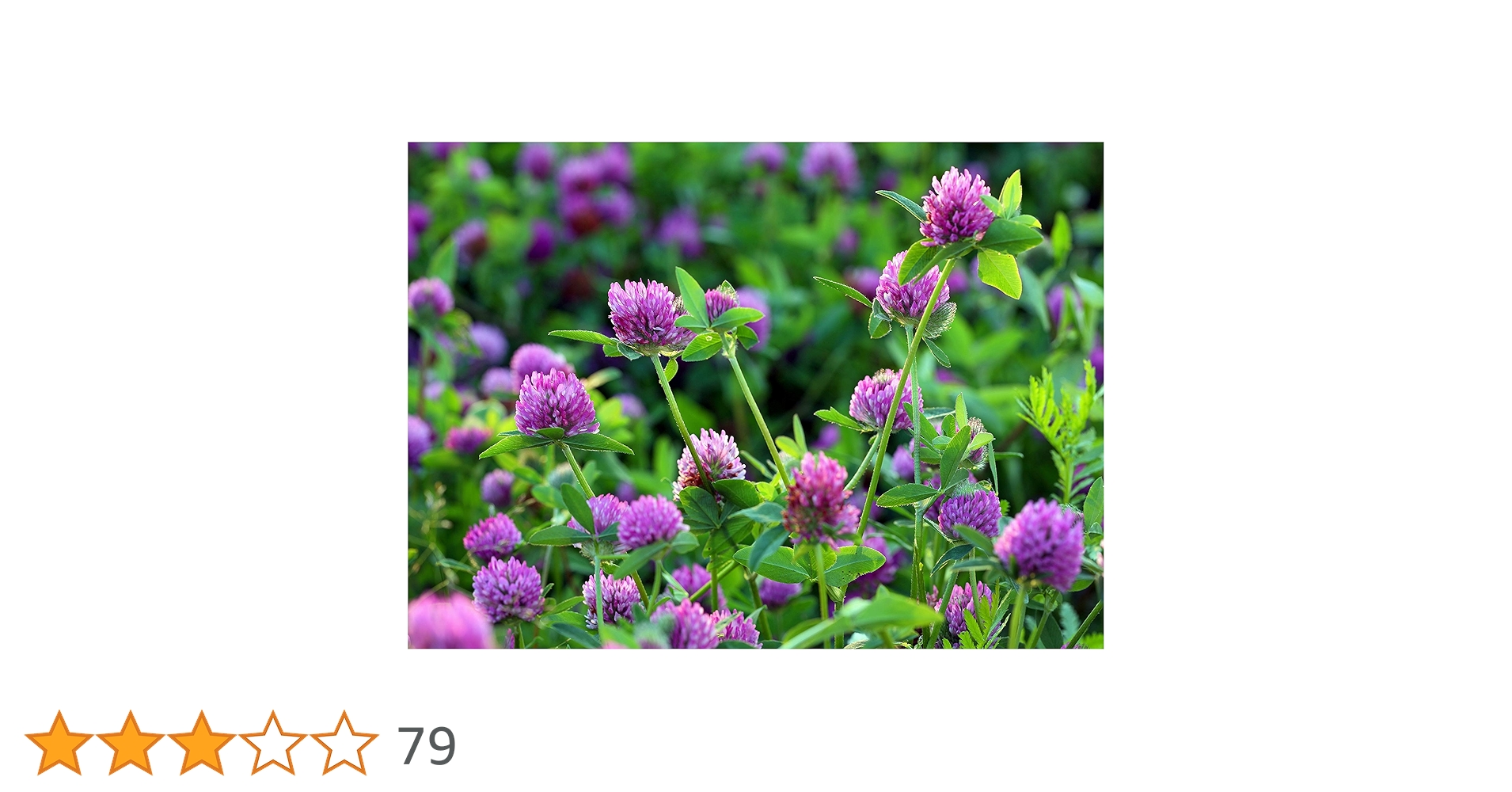❁Ma❁ Medium Red Clover Seed Perennial Plant Garden Decor : Amazon
