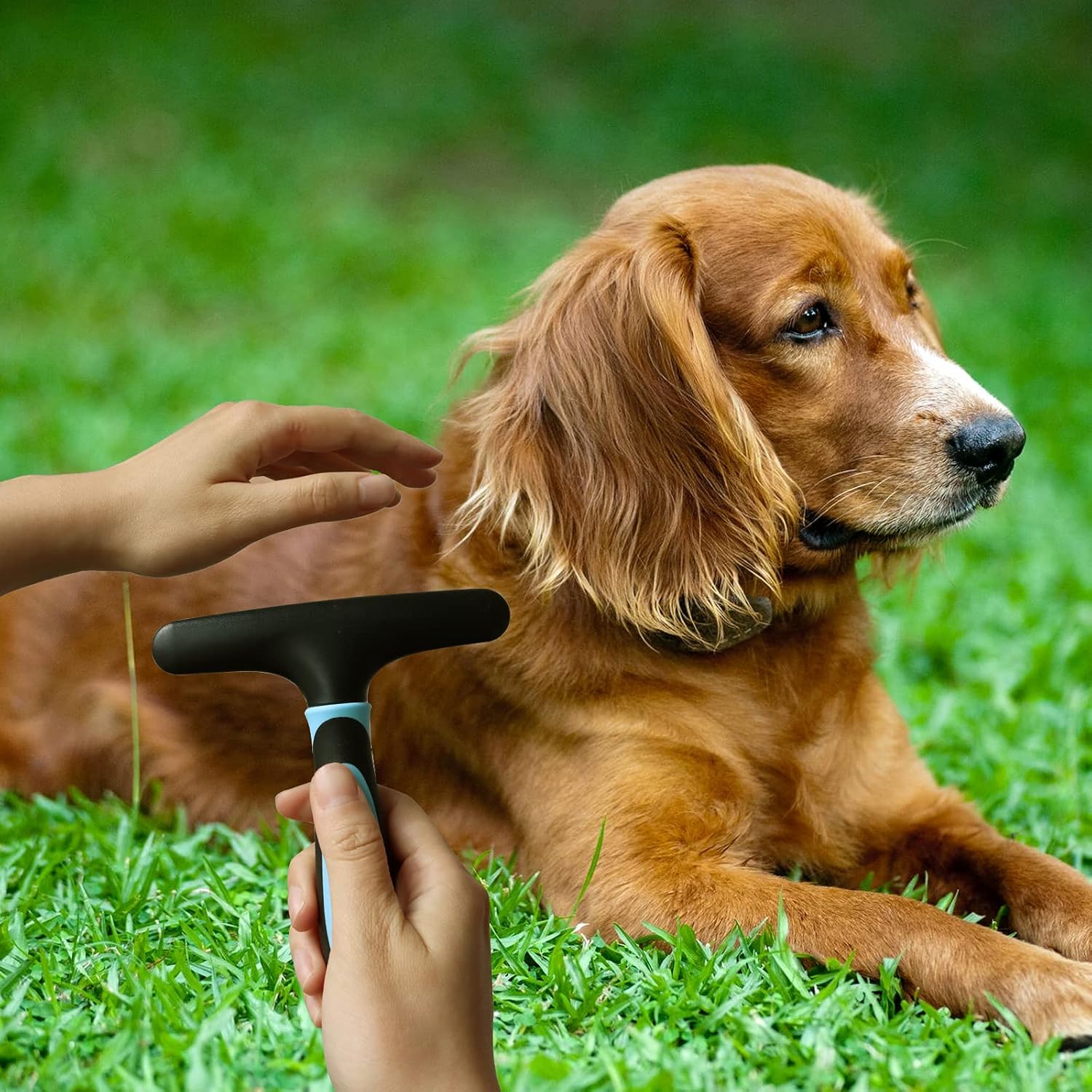 Undercoat Rake for Dogs, Pet Grooming Brush, FIOVIEL Designed for Breeds with Medium to Long Undercoats, Reduces Shedding by up to 95% Professional Deshedding Tool, Easy Mats & Tangles Removing (Blue) : Pet Supplies