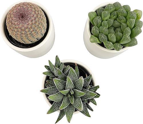 Vista 21 de Plants for Pets - Set de plantas suculentas vivas en macetas (paquete de 3), plantas suculentas de cactus vivas, plantas de interior, regalos