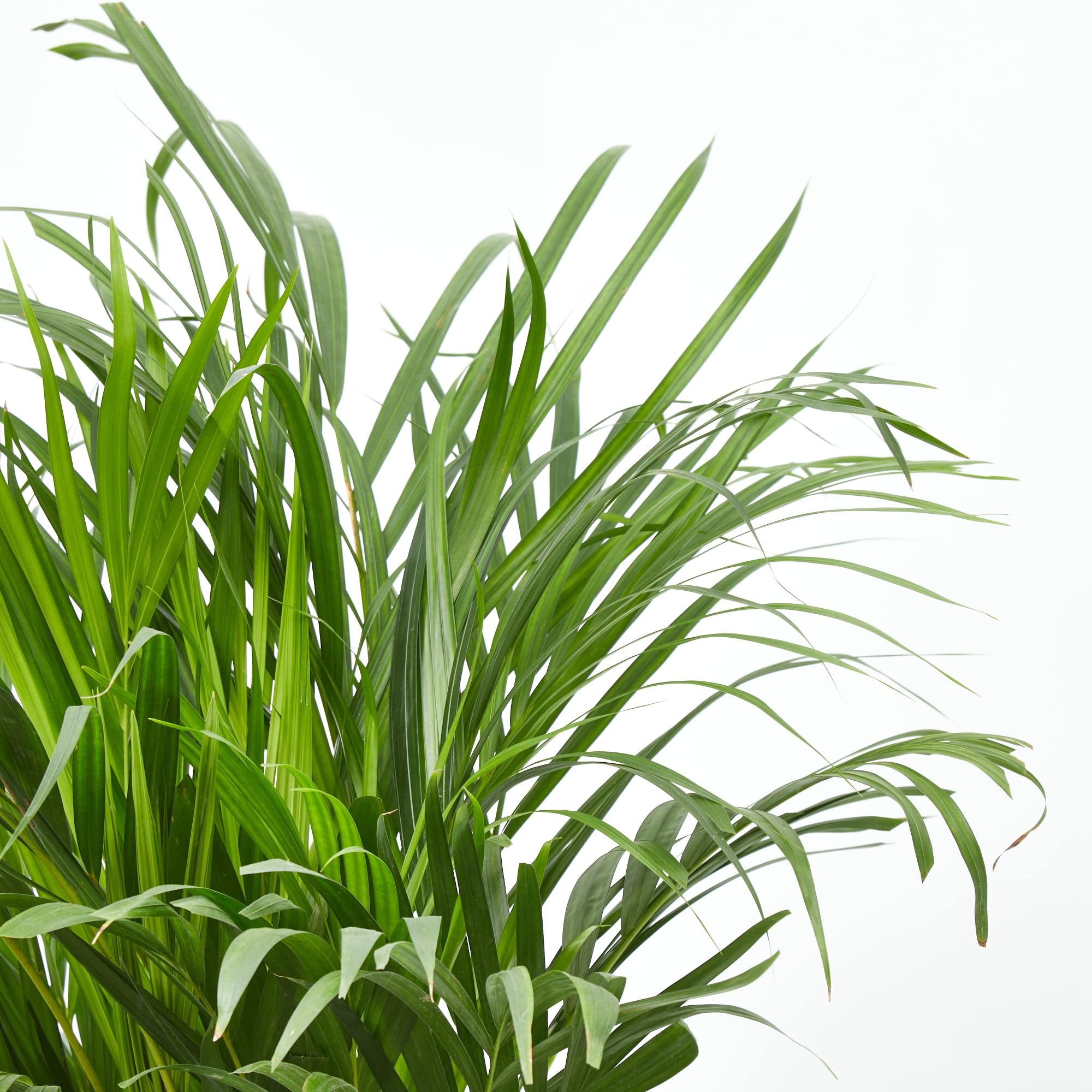 Verdecora Dypsis Areca Lutescens | Palmera Tropical | Palmera Amarilla | Palma de Frutos de Oro | Palmera bambú | Reina de Las Palmas | Planta Natural de Interior o Exterior en Maceta de Ø20cm