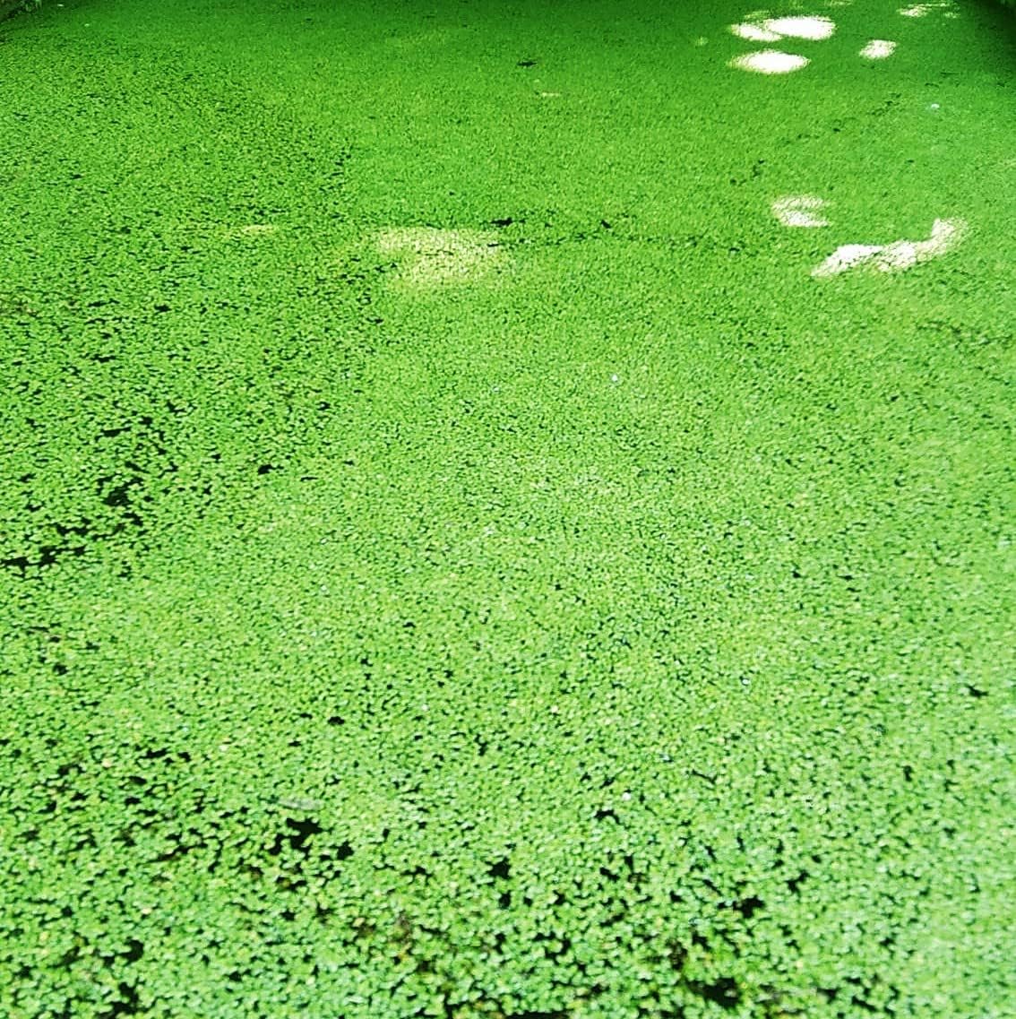 Live Duckweed Plants for Aquarium, Ponds, Aquaponics (Aquatic/Water Plant) - Natural Bio Filter - Floating Normal Lemna Minor Healthy Plant (Normal/Common Duckweed)