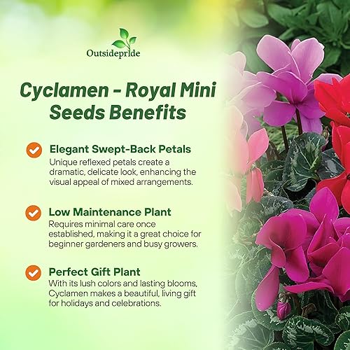 Miniatura 3 de Outsidepride 100 semillas anuales Cyclamen Persicum Sowbread Garden Flower Seed Mix para plantar