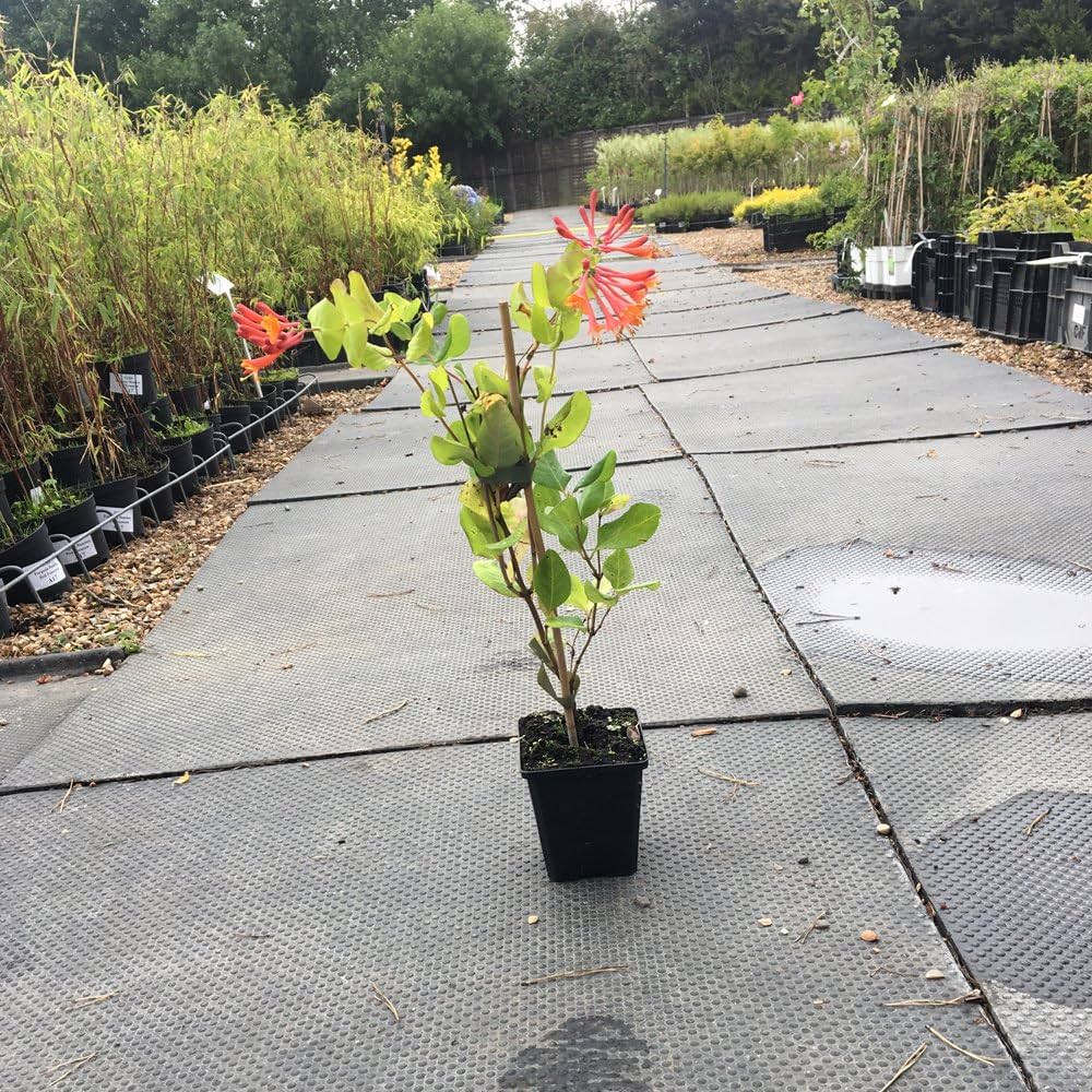 Honeysuckle Plant Red Clibing Shrub With Asses Of Scented Colourful
