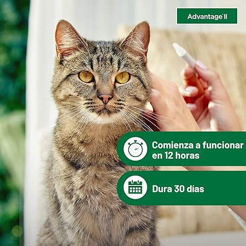 Miniatura 5 de Advantage II Tratamiento y prevención de pulgas recomendado por veterinarios para gatos grandes Gatos de más de 9 libras Suministro para 4 meses
