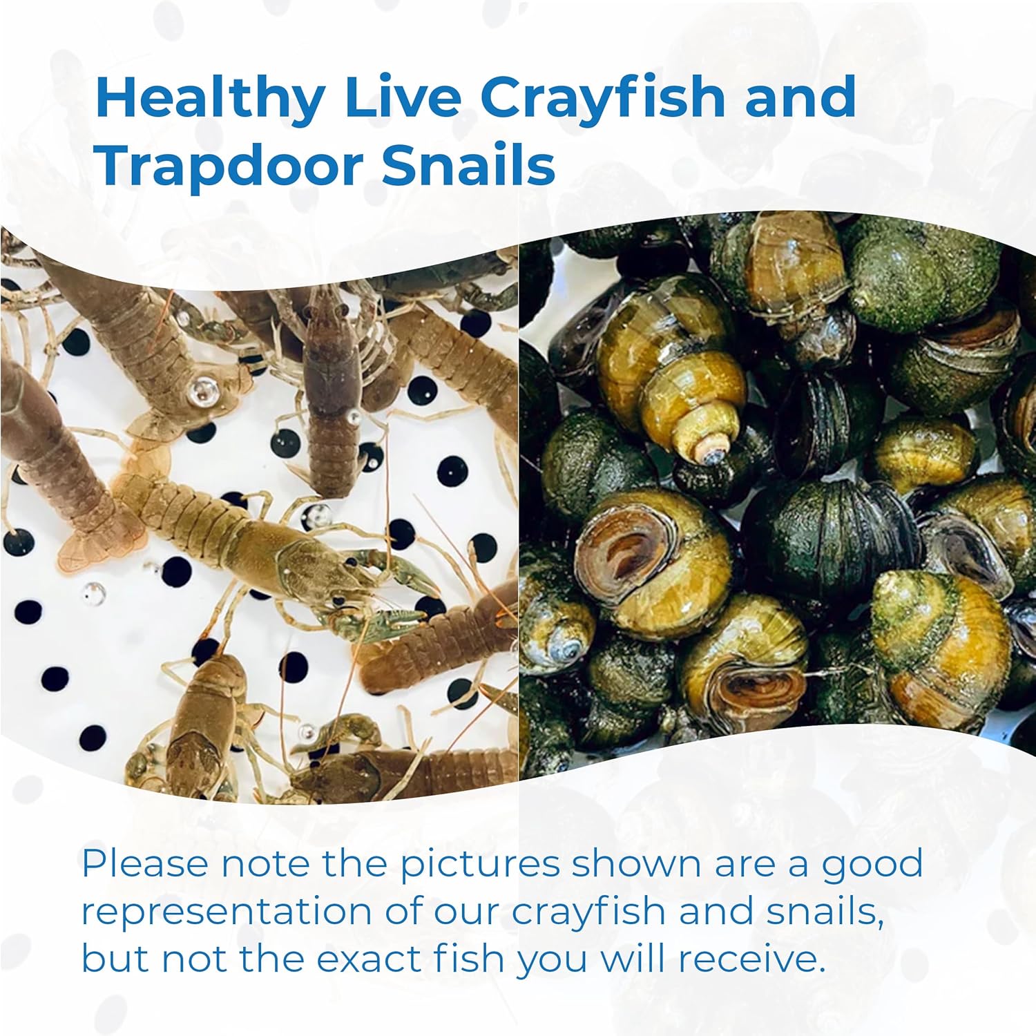 Toledo Goldfish Live Crayfish and Trapdoor Snail Combo, Live Ornamental Species Perfect for Ponds, Tanks or Aquariums - 5 of Each, 10 Total Count