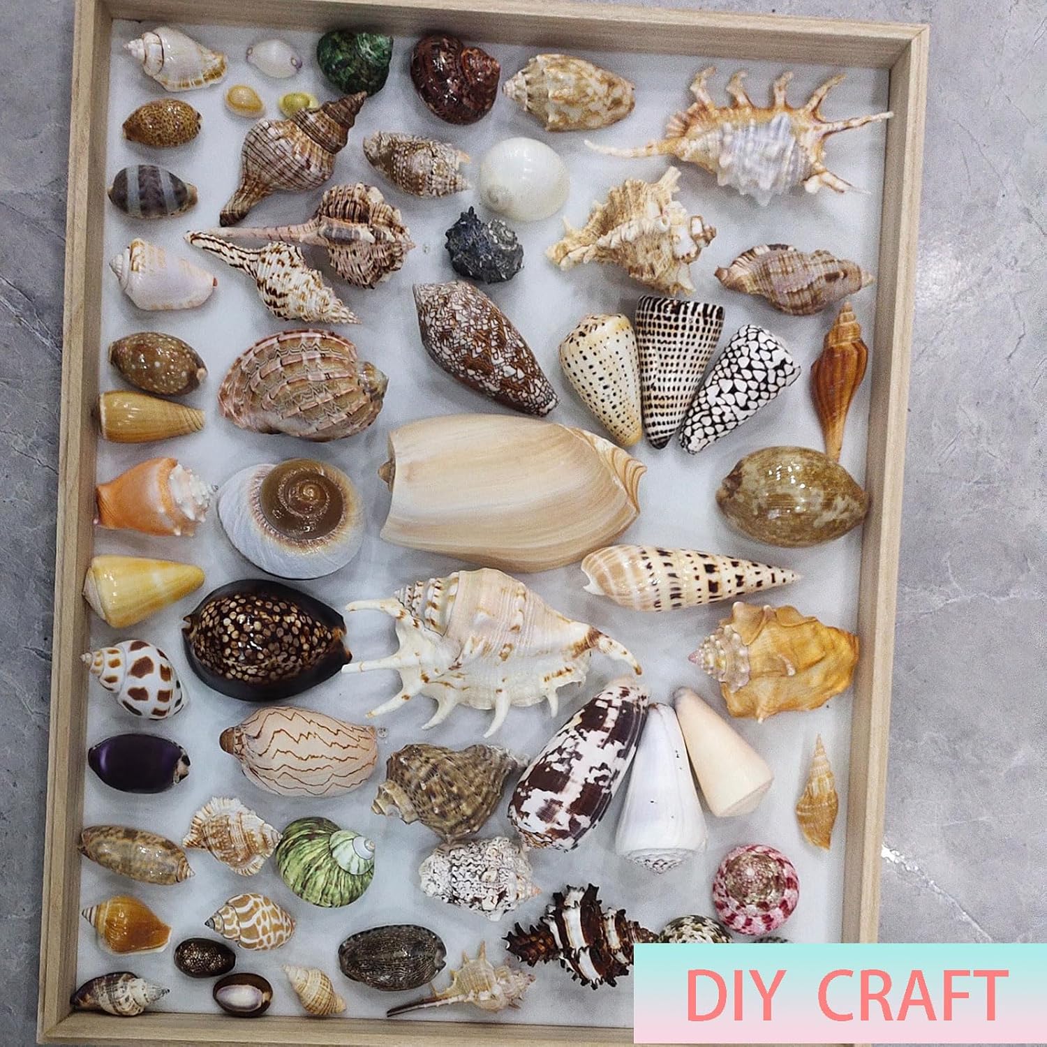 Large Sea Shells for Decoration,Sea Shells Colorful Sea Shells Mixed Beach Seashells Various Sizes Perfect for Beach Theme Party Home Decor