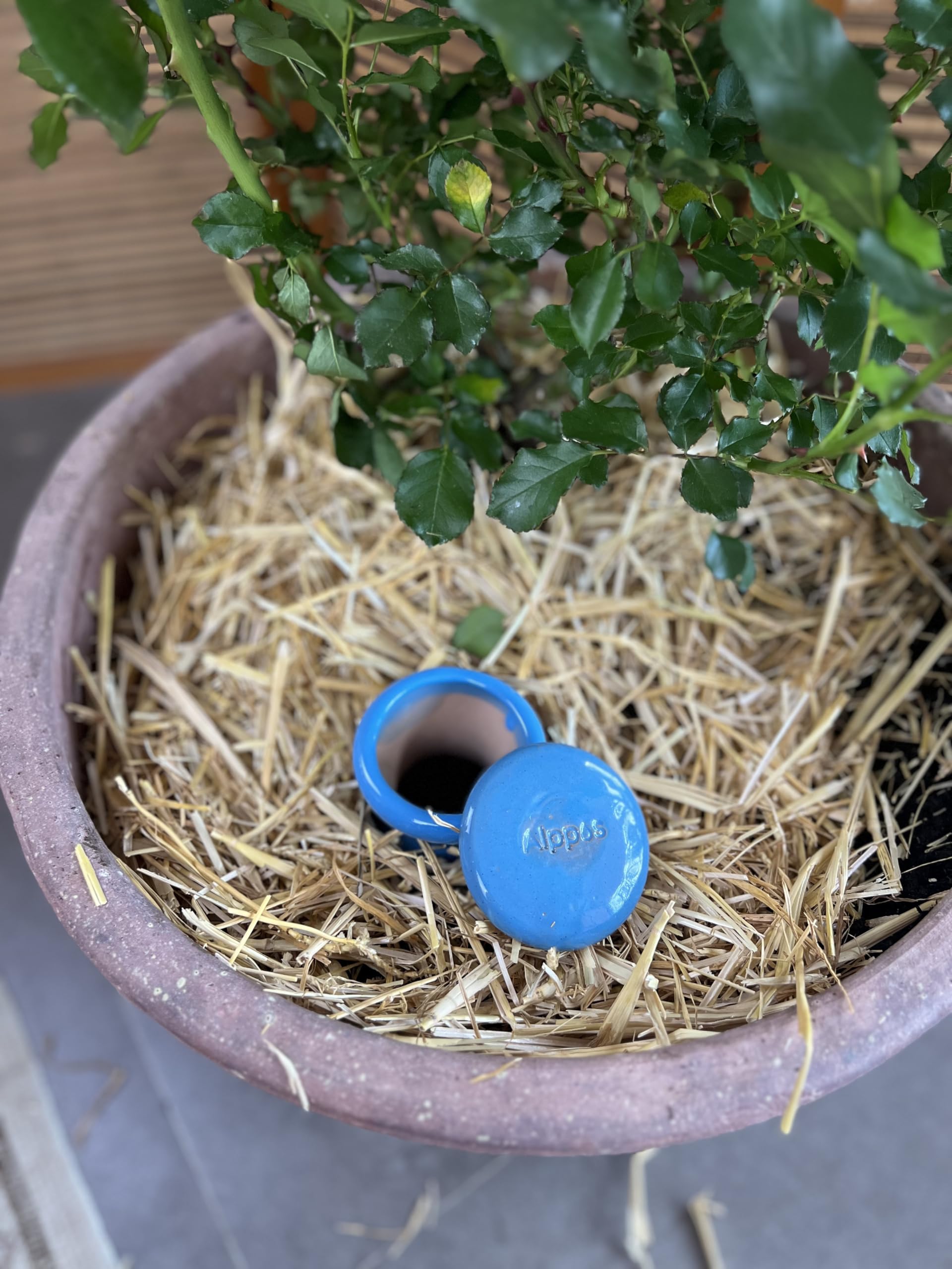 CéNi Ceramics Olla 1L Terre Cuite - Irrigation Naturelle Pour Plantes Intérieur Extérieur, Économie D'Eau