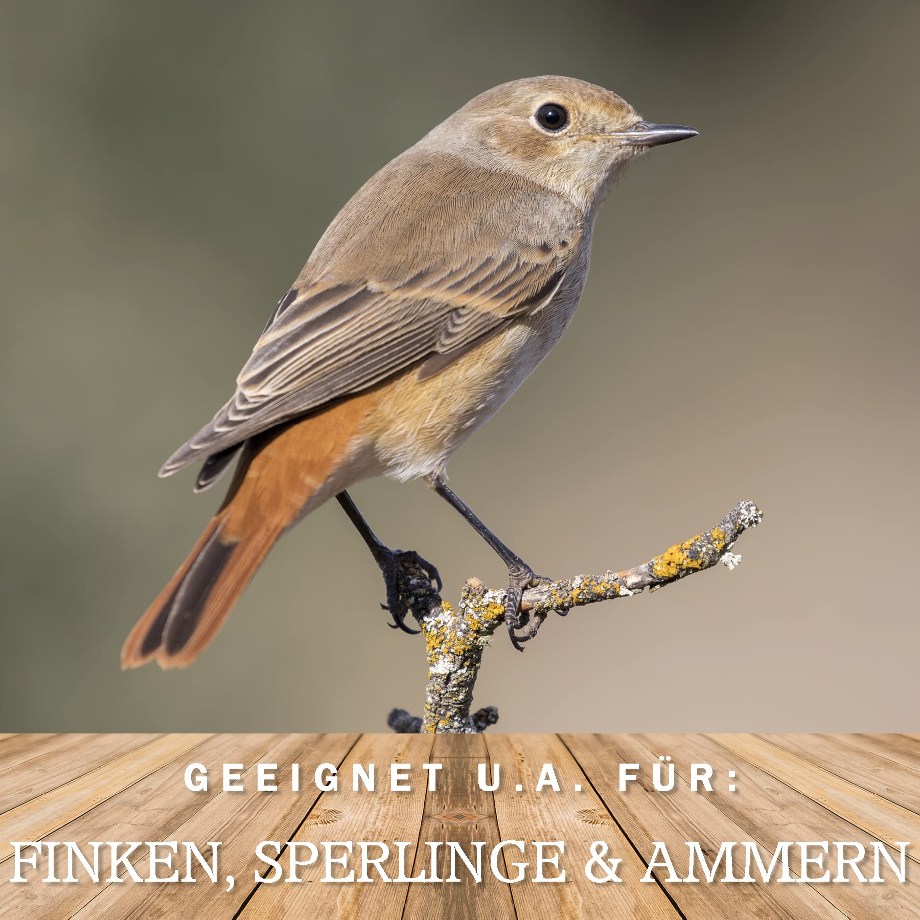 MeinWildvogel - Wildvogel-Vital Basic - Vogelfutter 30 kg XXL - Wildvogelfutter - Streufutter - Ganzjahresfutter für Vögel mit Sonnenblumenkernen - Gentechnikfrei & Ambrosia-kontrolliert