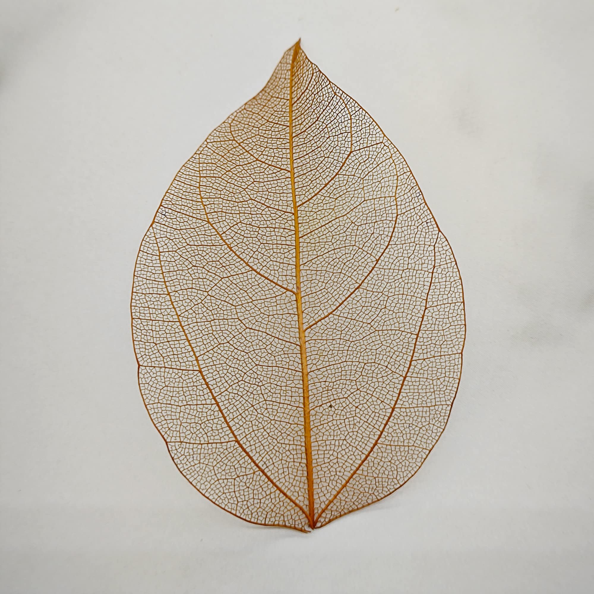 100 Hojas de Esqueleto Naturales y Secos, Hojas esqueléticas al Natural y Mixtas para Scrapbooking, Bricolaje y Cartonaje (marrón C)