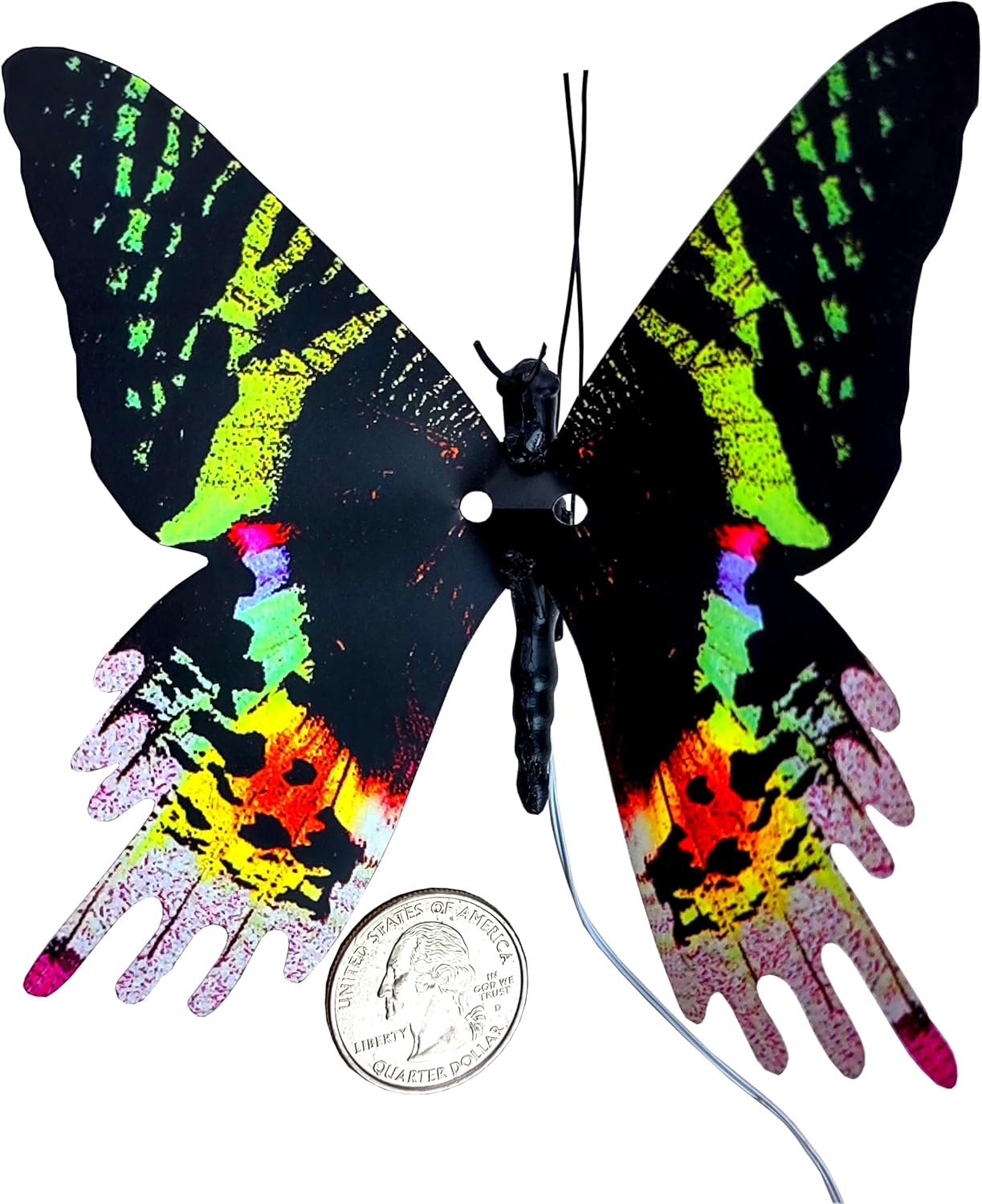 Flexinol Moving Butterfly (Urania)
