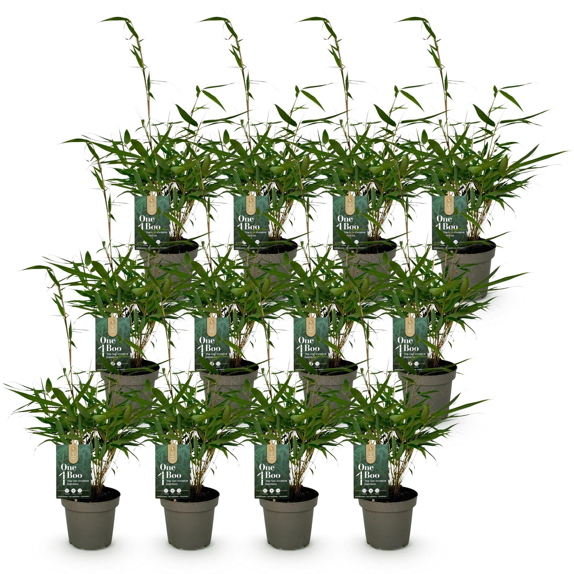 Green boutiQ - Bambou - Fargesia robusta Pingwu - Persistant - Non Envahissant - Vert - 12 Plantes - Pot 14cm - Hauteur 35cm