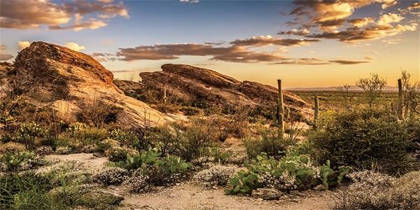 180 x 61 cm Reptile Habitat Background Blue Sky Oasis Cactus Sun and Desert Terrarium Background Vinyl Background - 1