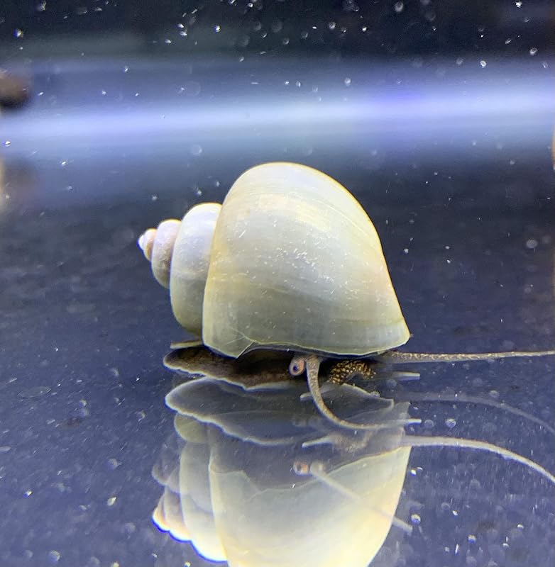 Caramujo Mystery Azul Pomacea bridgesii Vivo para Aquário de Água Doce Shore Aquatic – 3 unidades