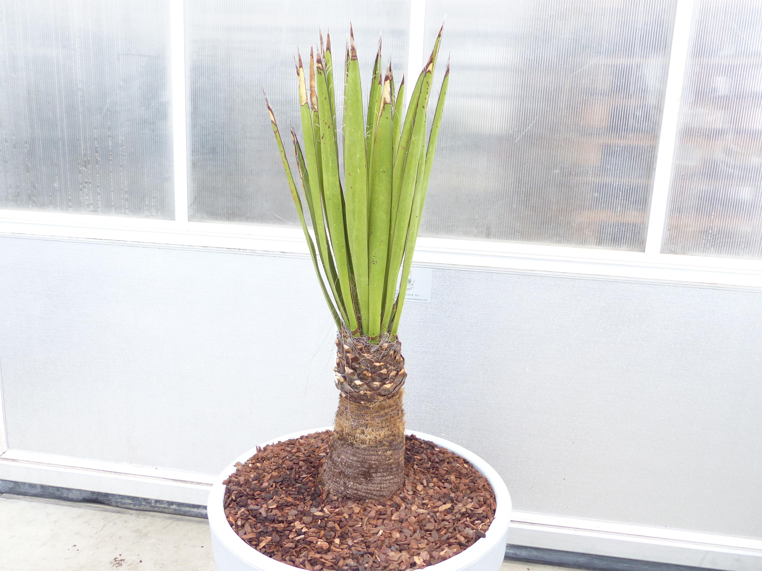 Yucca Faxoniana, 140 cm, Stamm 30 cm, Faxon Yucca, Palmilla, winterhart -20C