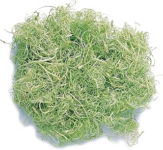 Amazon Co Jp グリーン ドライフラワー ドライ プリザーブドフラワー ホーム キッチン