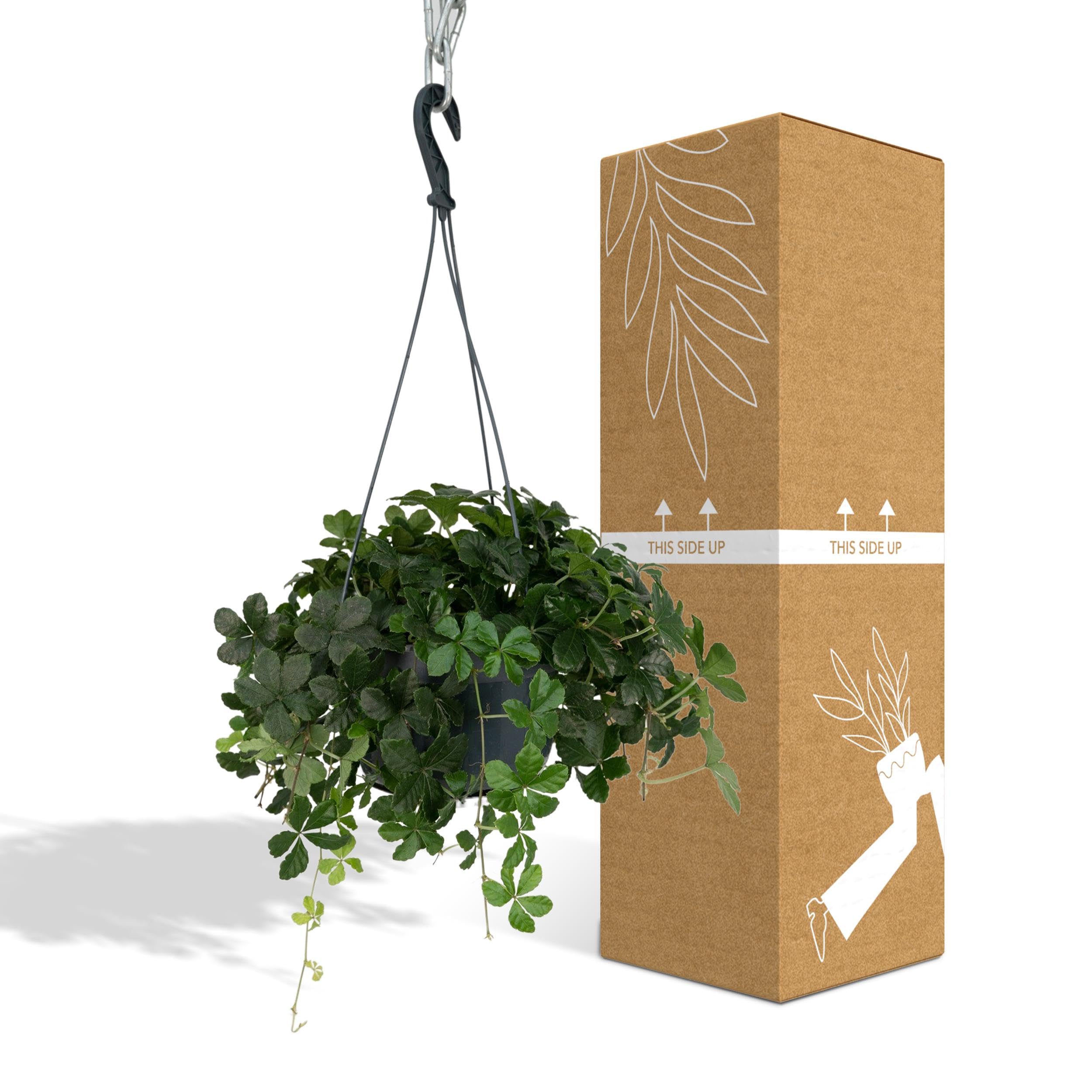Kletterpflanze - Wilder Wein (Parthenocissus Striatha) - Hhe: 15 cm - von  Botanicly : Amazon.de: Garten