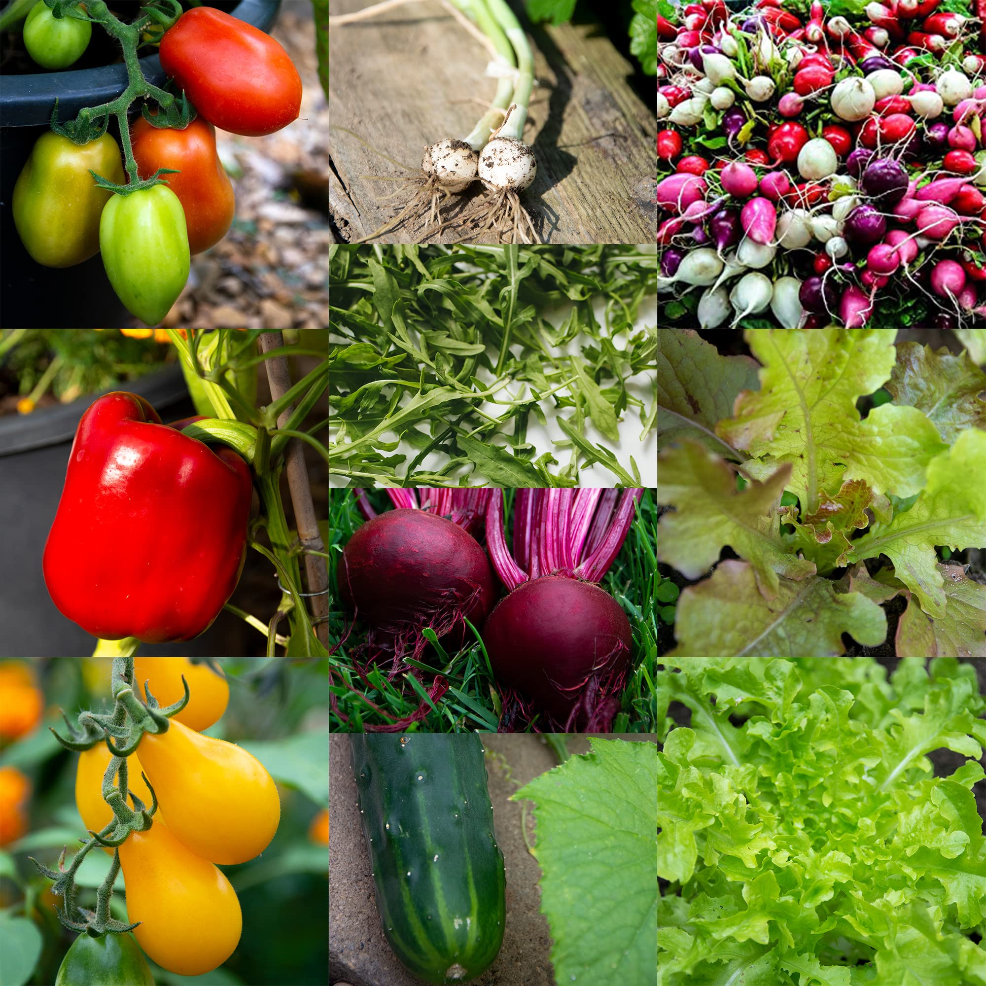 Buy Scott&Co Salad Seed Grow Your Own Kit 10 Vegetable Seeds