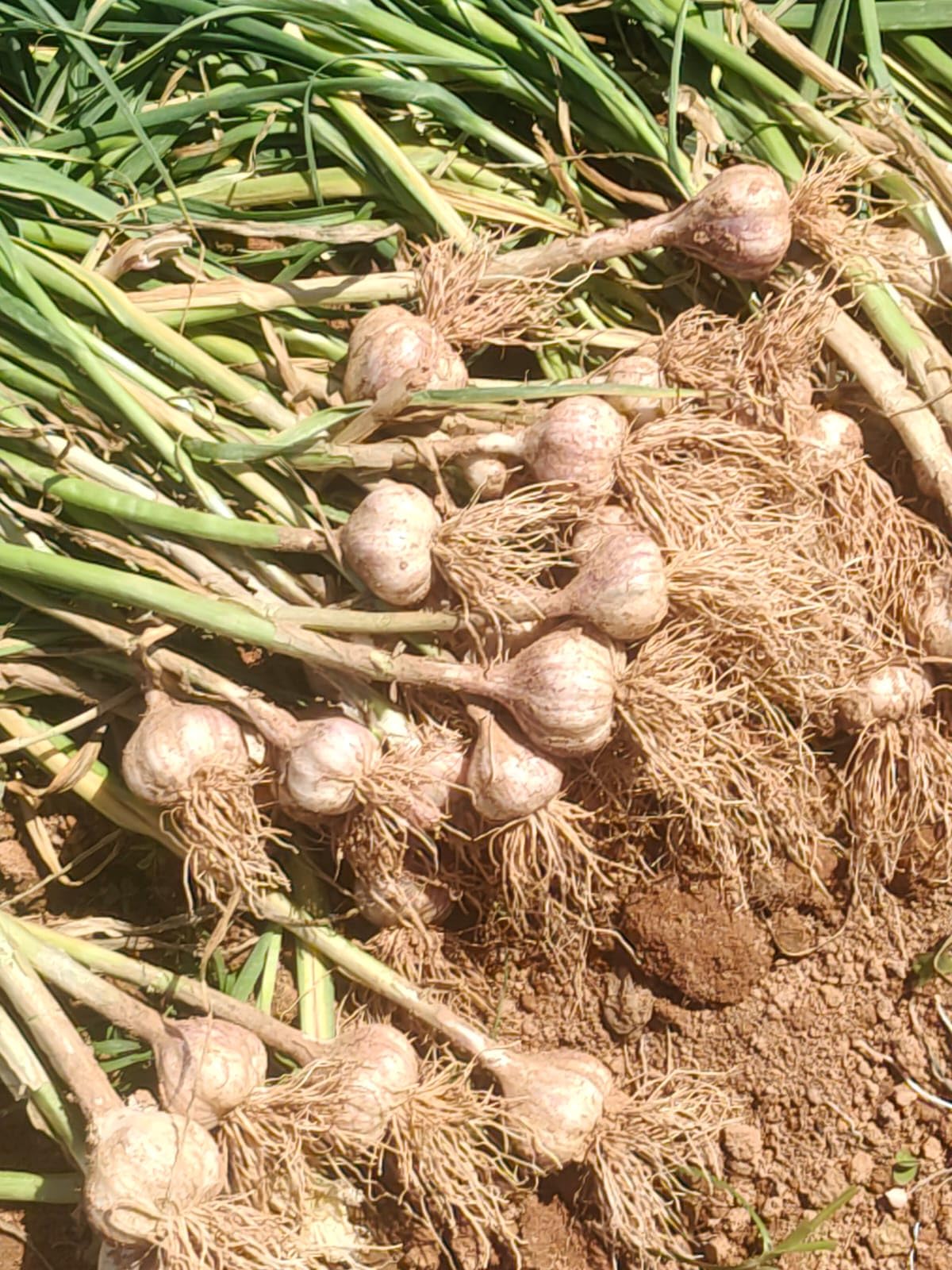 Kodaikanal Smoked Orginal Hill Garlic — Amazon image 2