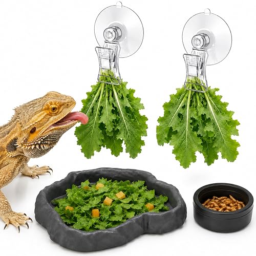 Bearded Dragon Food Bowl Set with Veggie Clips, Shallow Salad