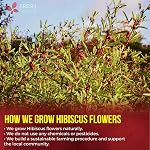 FreshDrinkUS, Prime 140 Sacs à thé Hibiscus Fleurs, 100% Naturel, Pure de fleurs d'hibiscus. Feuillet d'hiriscus en vrac thé à base de plantes. Hibiscus thé à la fleur. Pas de sucre, pas de caféine, sans gluten, végétalien.