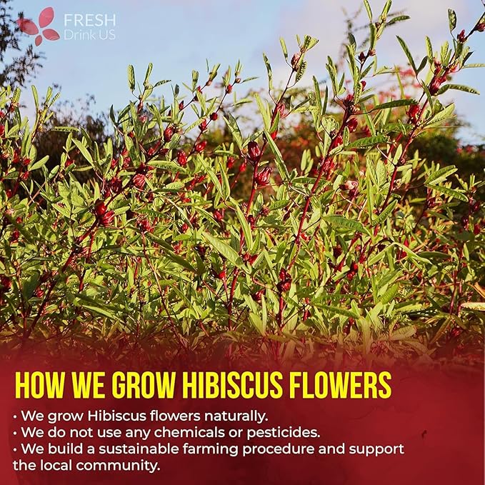 Té de Hibisco 140 Saquitos, Natural, Sin Azúcar, Sin Cafeína miniatura 6