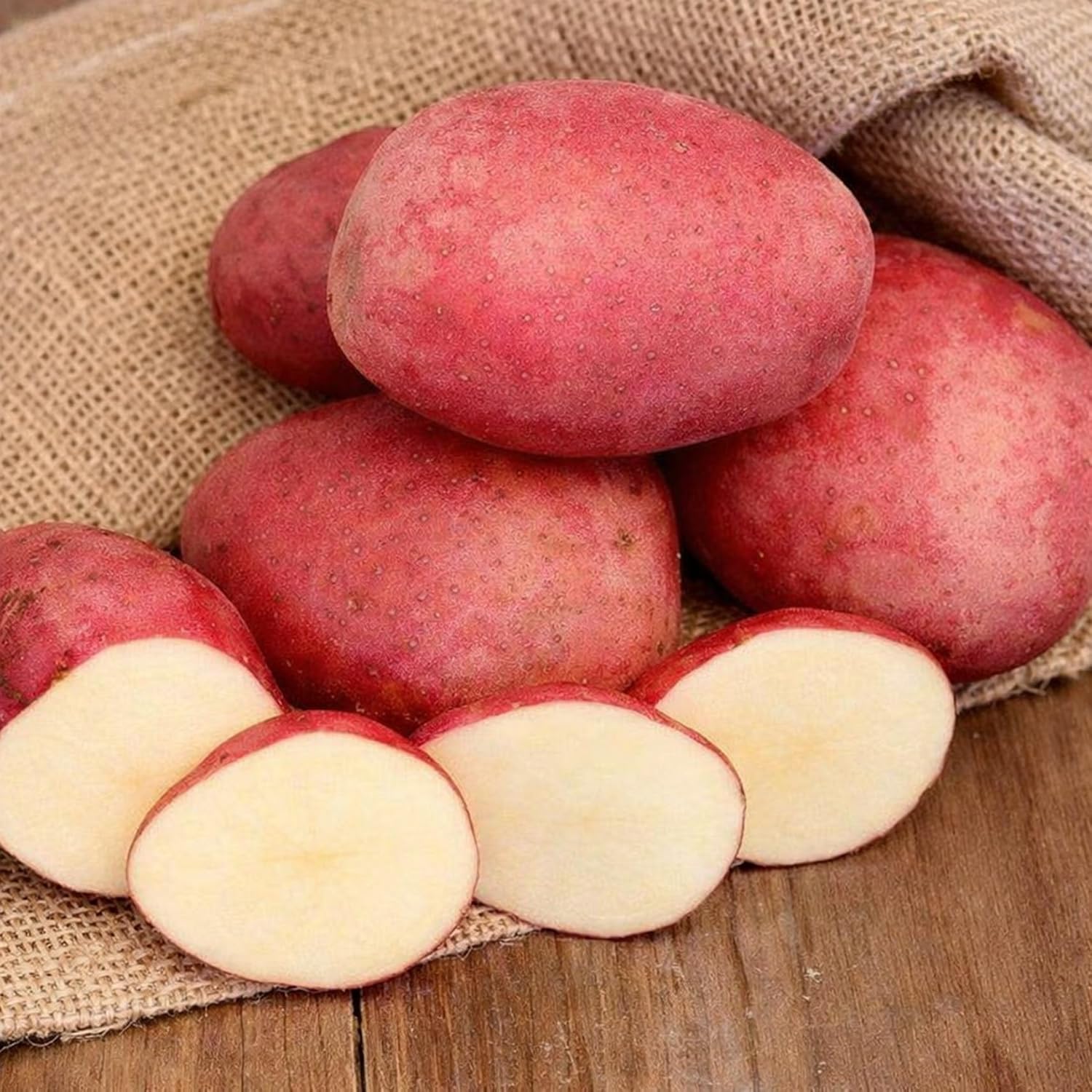 LaSoda Seed Potatoes for Planting | Smooth Red Skin, White Flesh Variety | Early to Mid-Season Potato | High Yield & Excellent Flavor | Non-GMO, Untreated (5 Pounds)