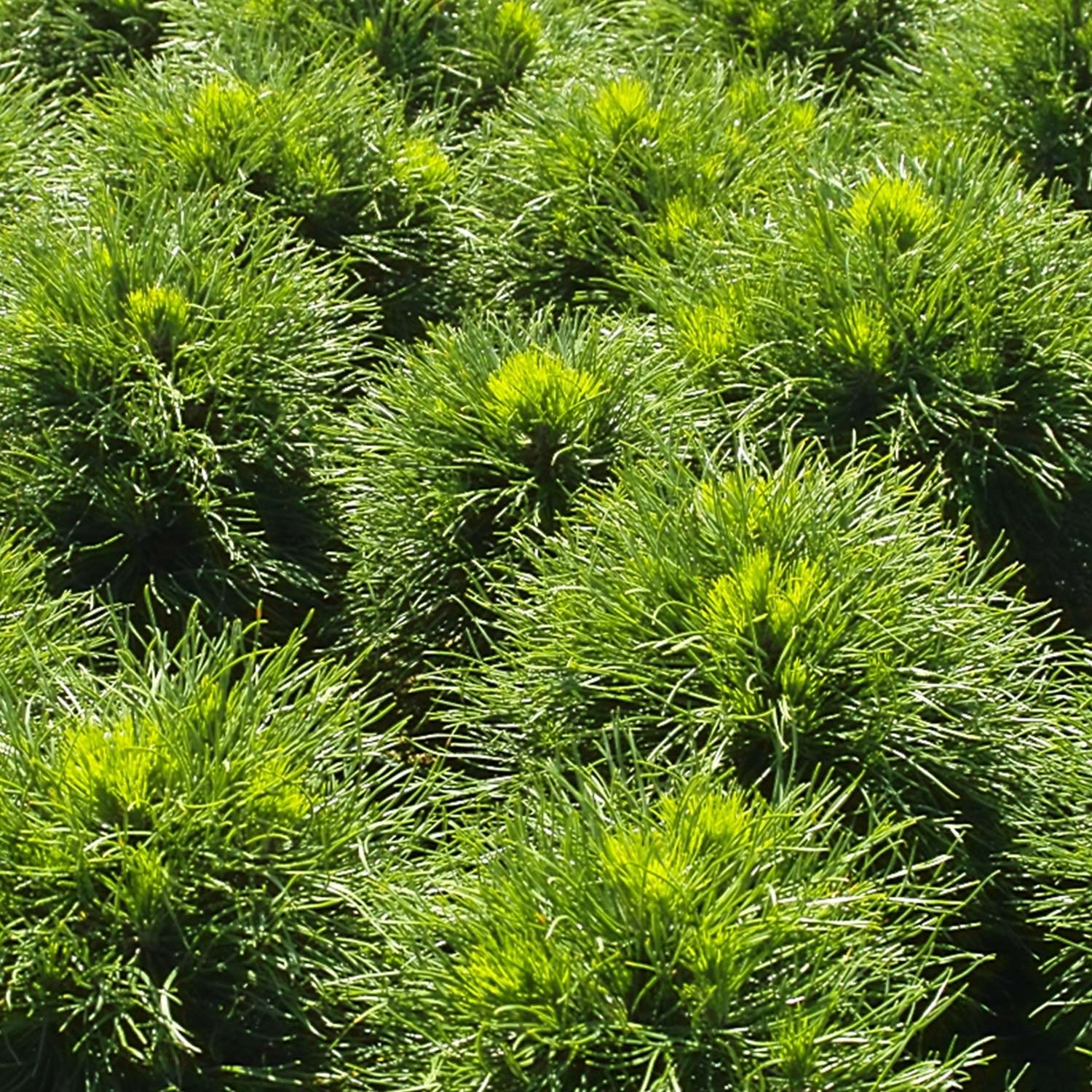 GARTEN SCHLÜTER® Zwerg-Kiefer 'Varella'