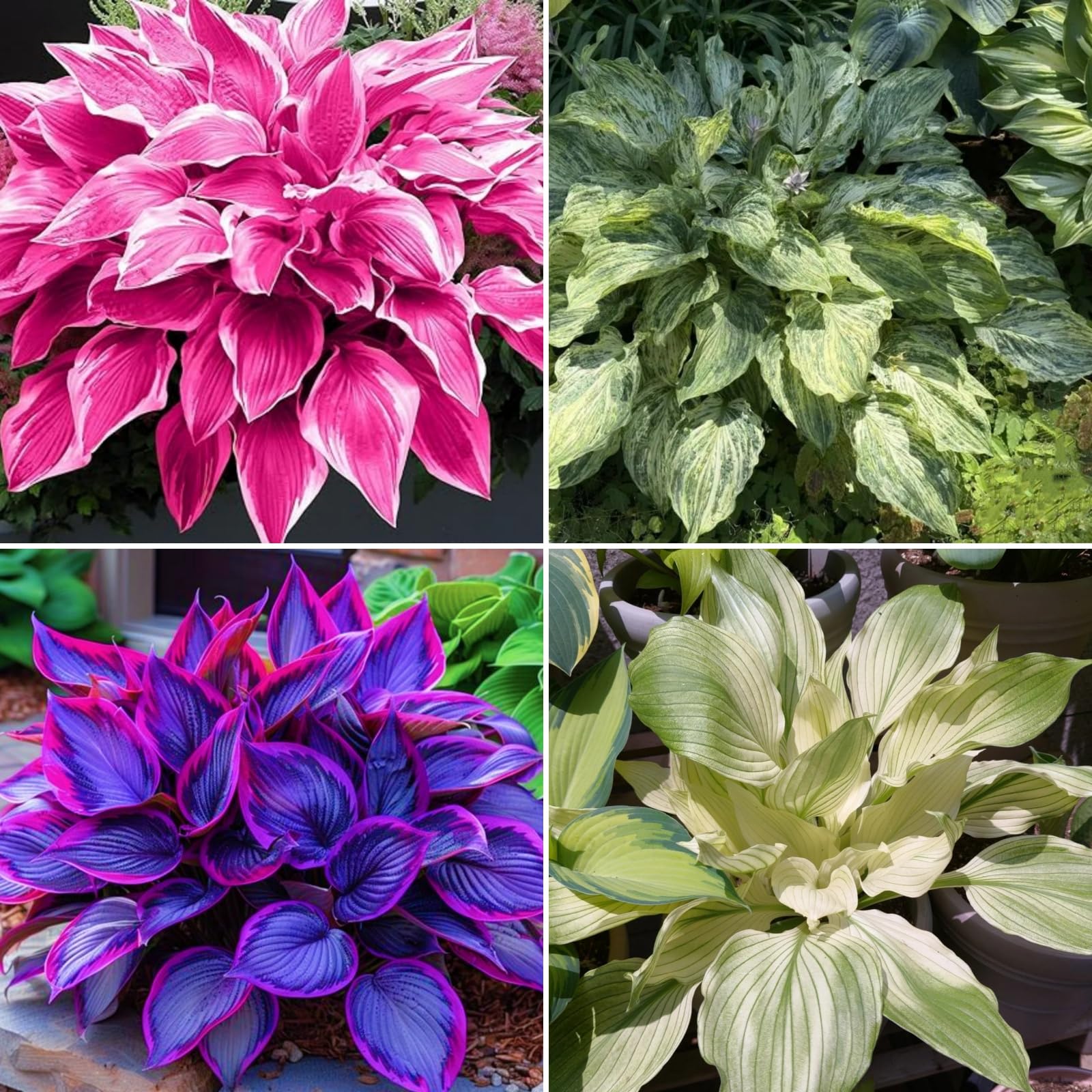 (HGJKYTFCDG Hosta Bulbs Mix Plant Root Excellent Display Indoor Perennial Balcony Garden Bulbs Can Be Potted-6bulbs-H