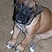 Baby Boxer Puppy Wallpaper -- HD Wallpapers of Baby Boxer Puppy!