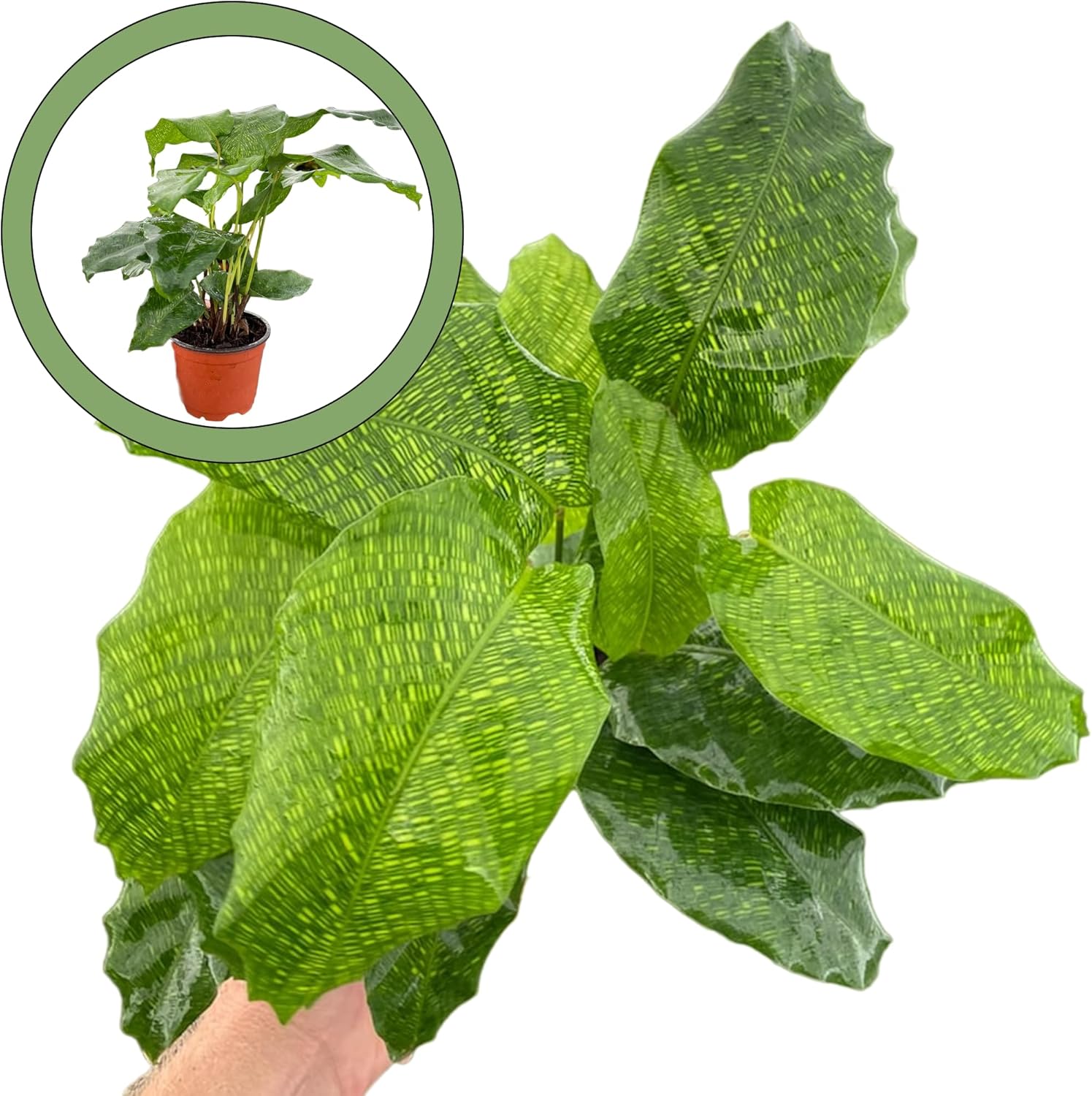 Calathea Musaica “Network” 4” Pot