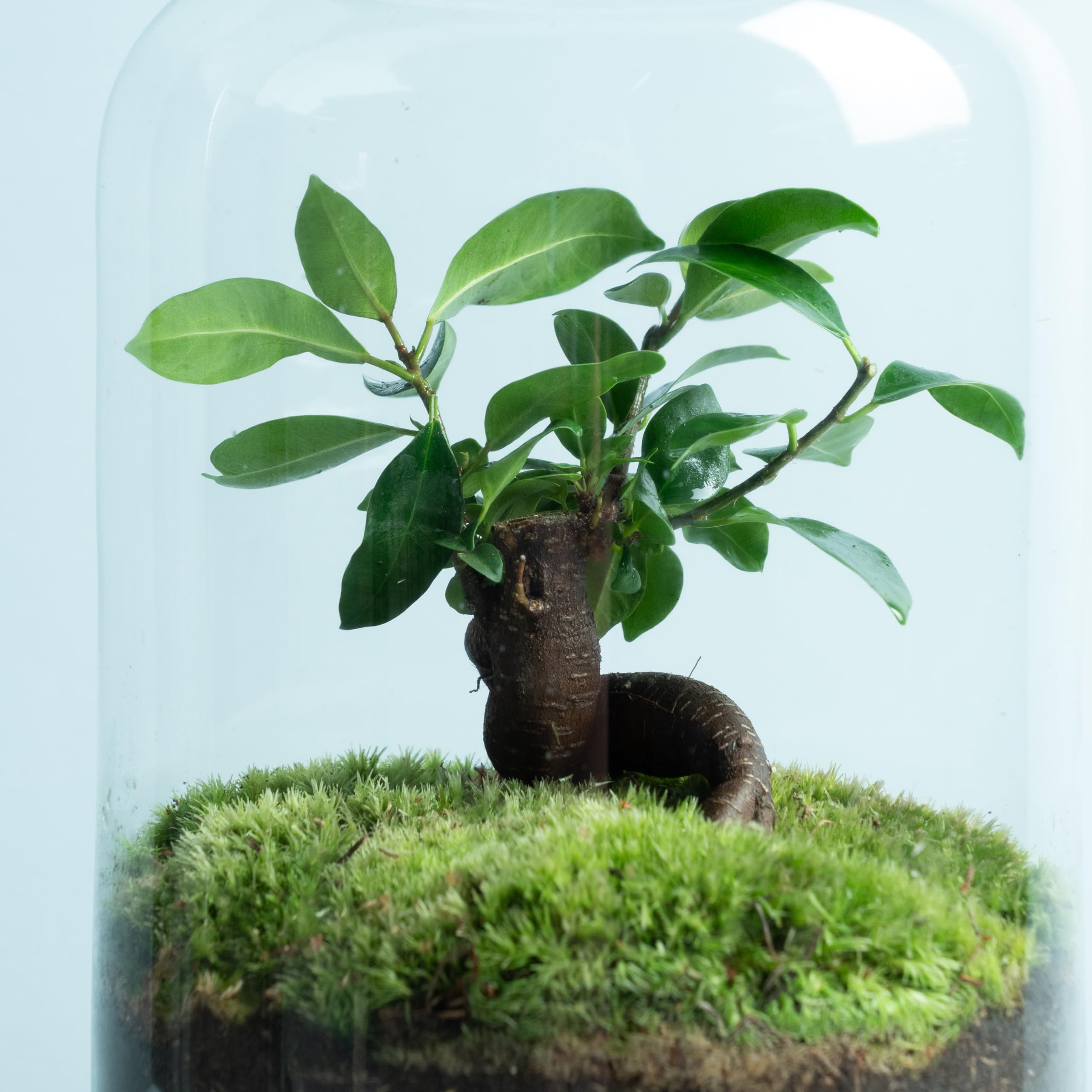 Terrario In Vetro Con Piante Naturali (Ficus Ginseng E Fitonia) - Giardino In Miniatura Autosufficiente, Annaffiatura 1 Volta All'Anno