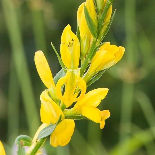 Dyer's Broom Seeds (Genista tinctoria) Paquete de 10 Semillas