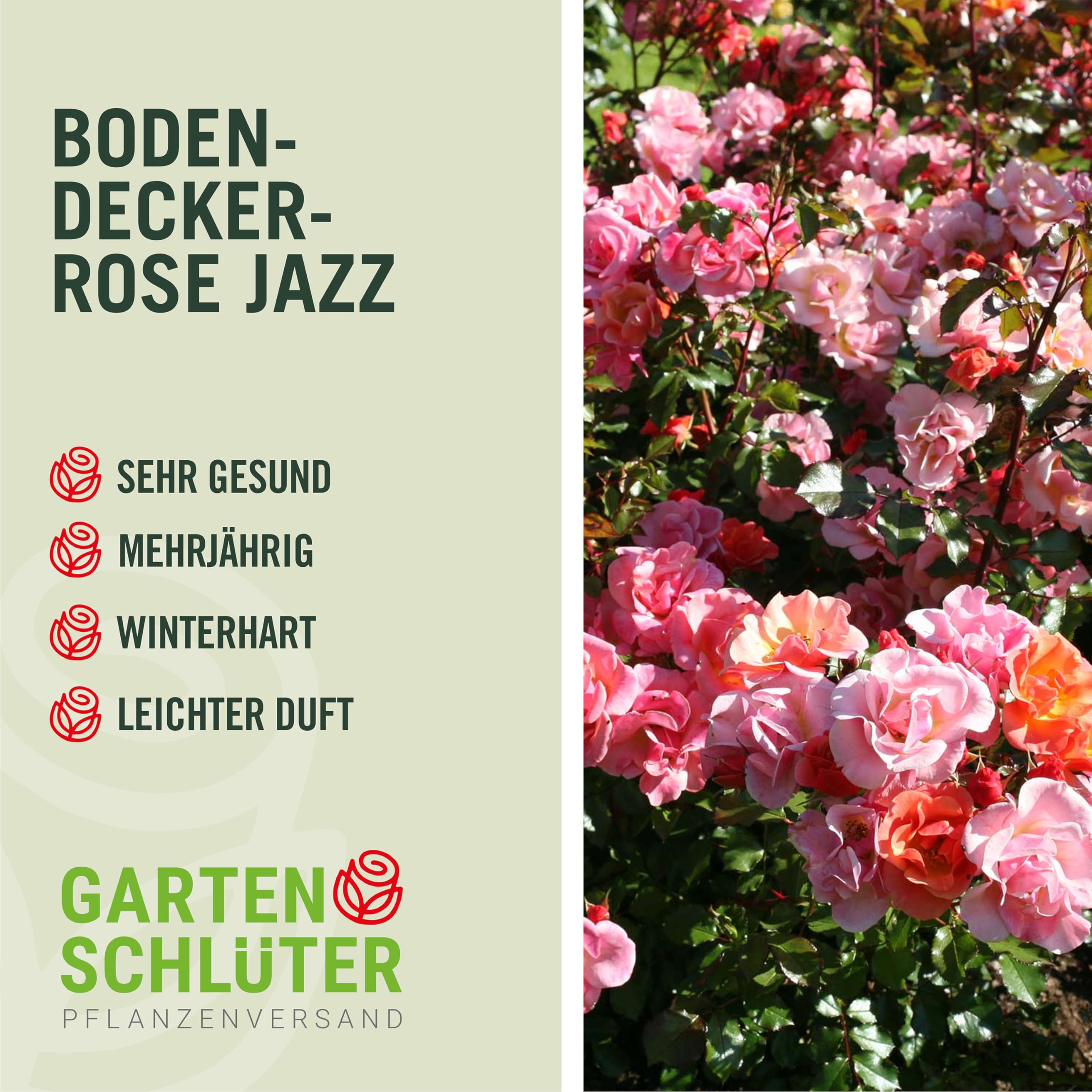 Rose Jazz® - Bodendeckerrose mehrfarbige Blüten in Orange Apricot Gelb - Kleinstrauchrose Pflanze Duftend Winterhart Halbschattig Mehltau-Resistent von Garten Schlüter - Pflanzen in Top Qualität
